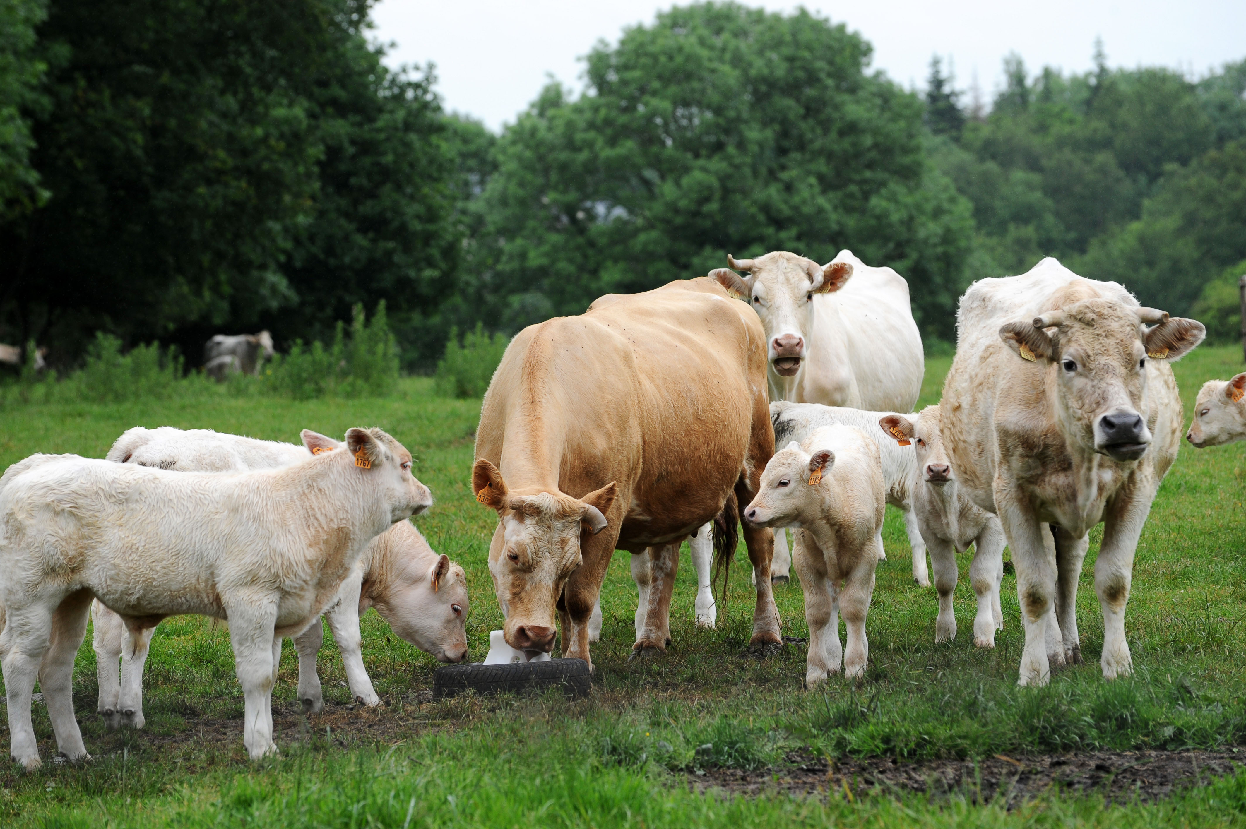 Cattle licking a salt block