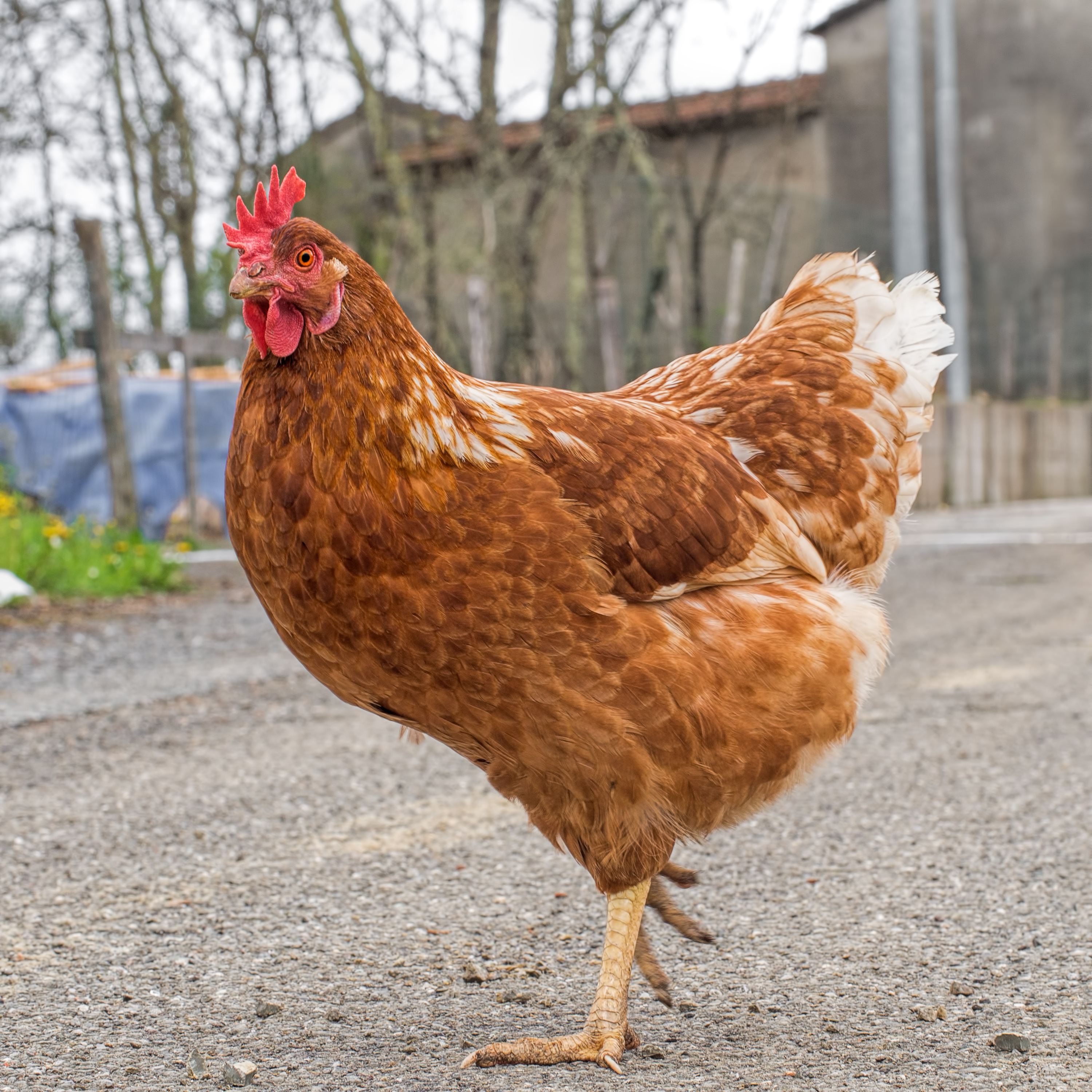 Rhode Island Red hen