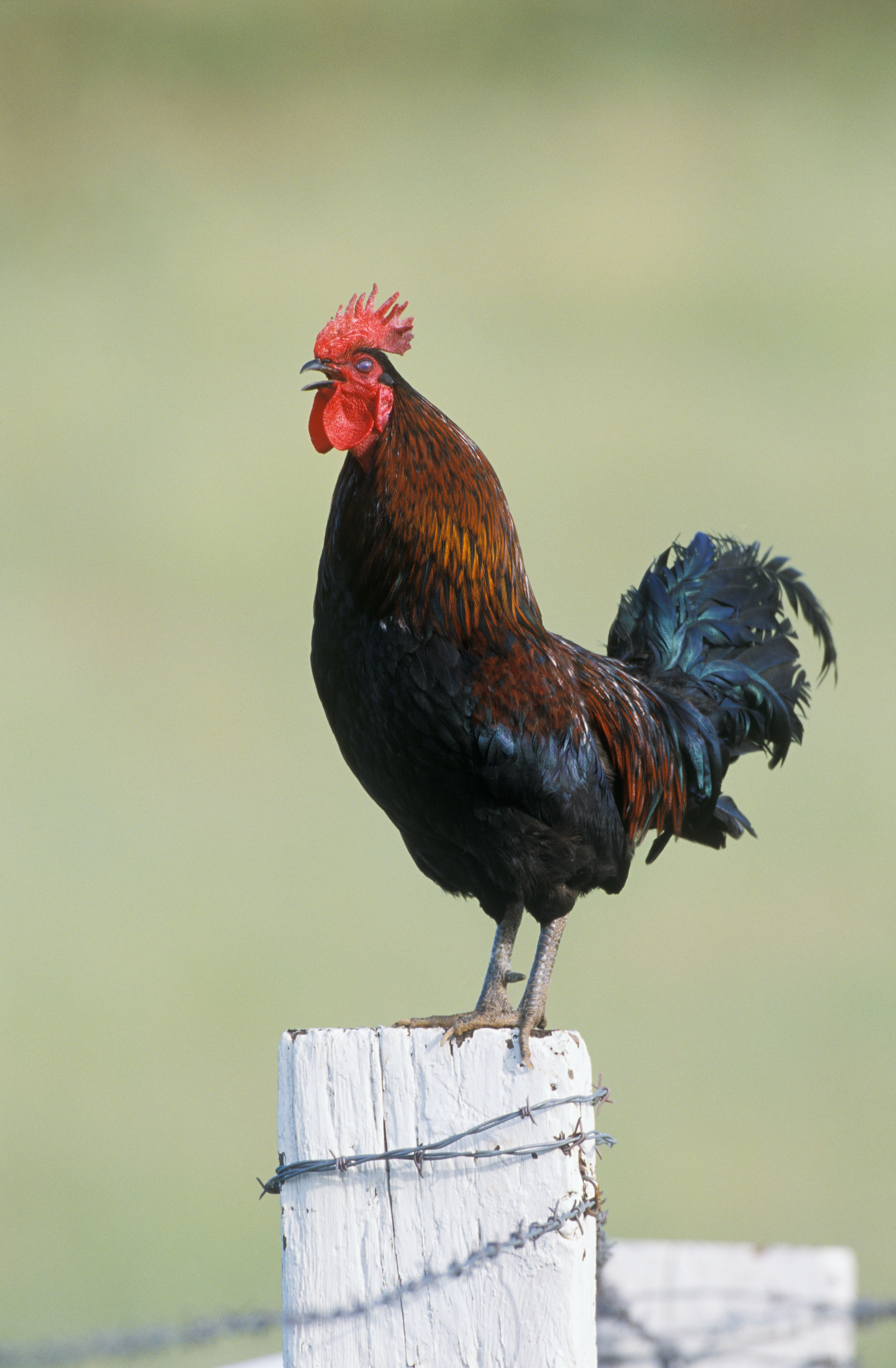 Old English black-breasted red game rooster