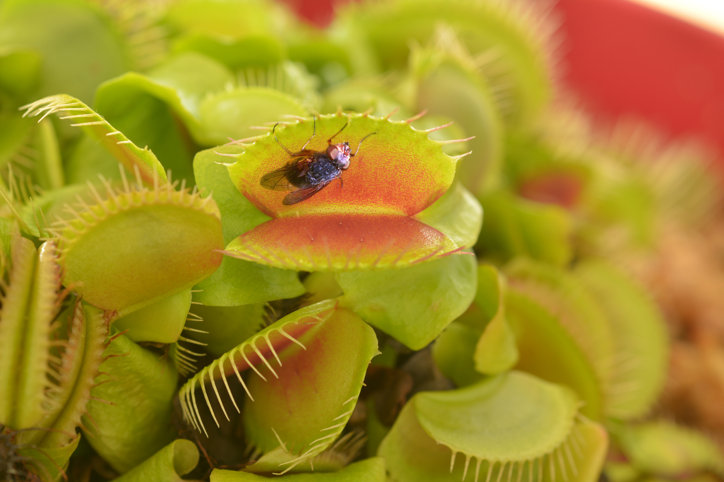 Venus flytrap about to trap a fly