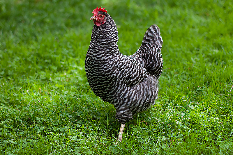 Barred Plymouth Rock hen