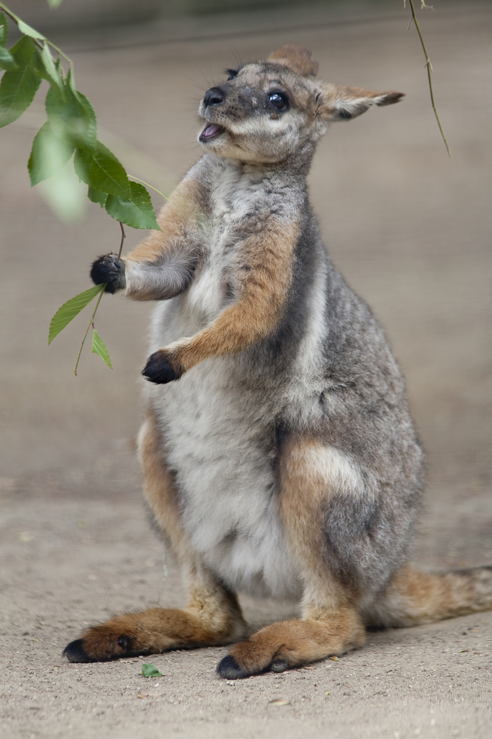 Tammar wallaby