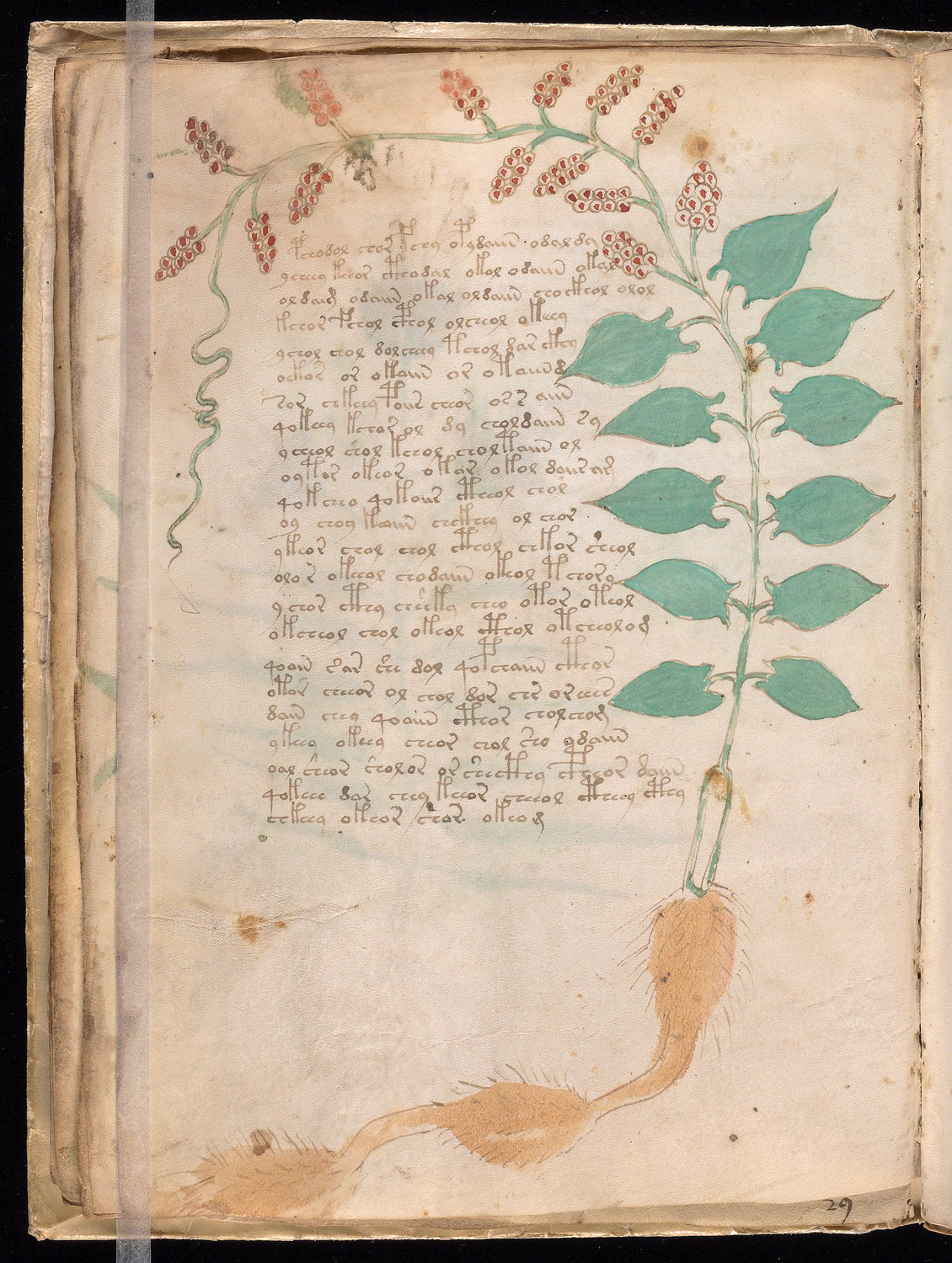 Voynich manuscript page from botanical section