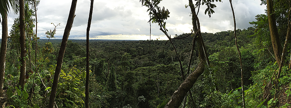 Western Amazon rain forest in Ecuador