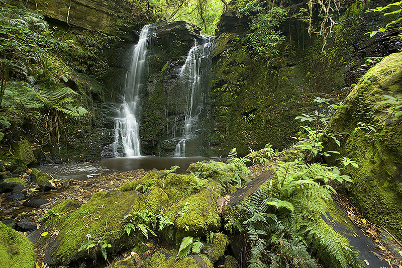 Temperate rain forest vegetation in the Catlins region of New Zealand