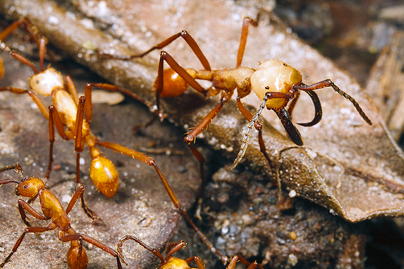 Army ants in the rain forest