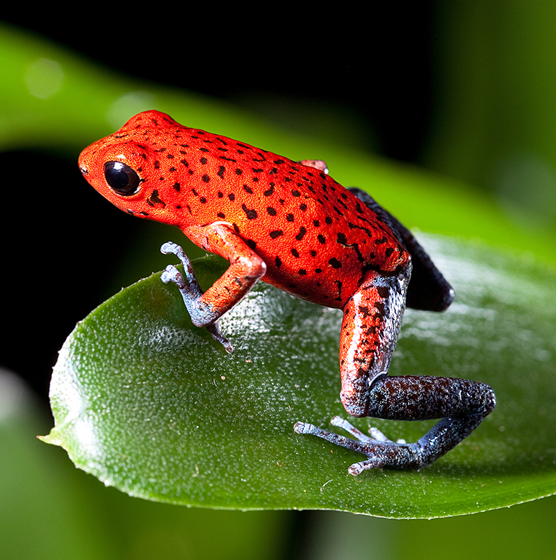 Strawberry poison dart frog