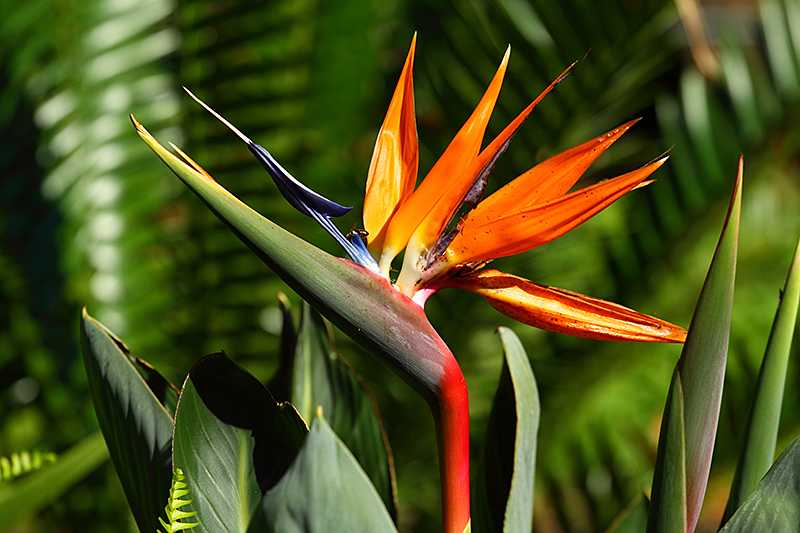 Bird-of-paradise flower