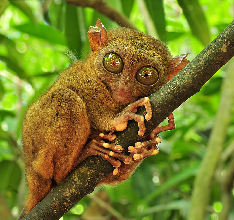 Philippine tarsier