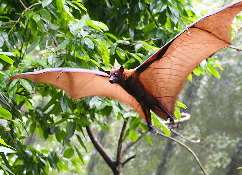 Flying fox