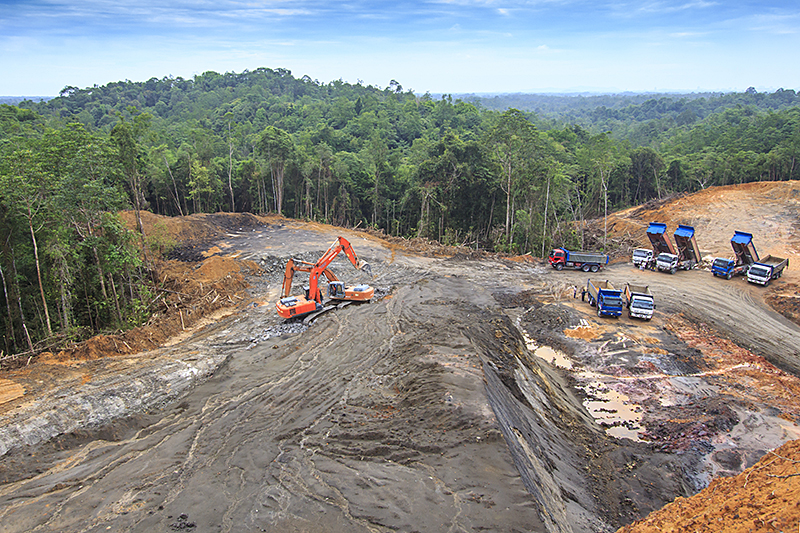 Deforestation to make way for a palm plantation