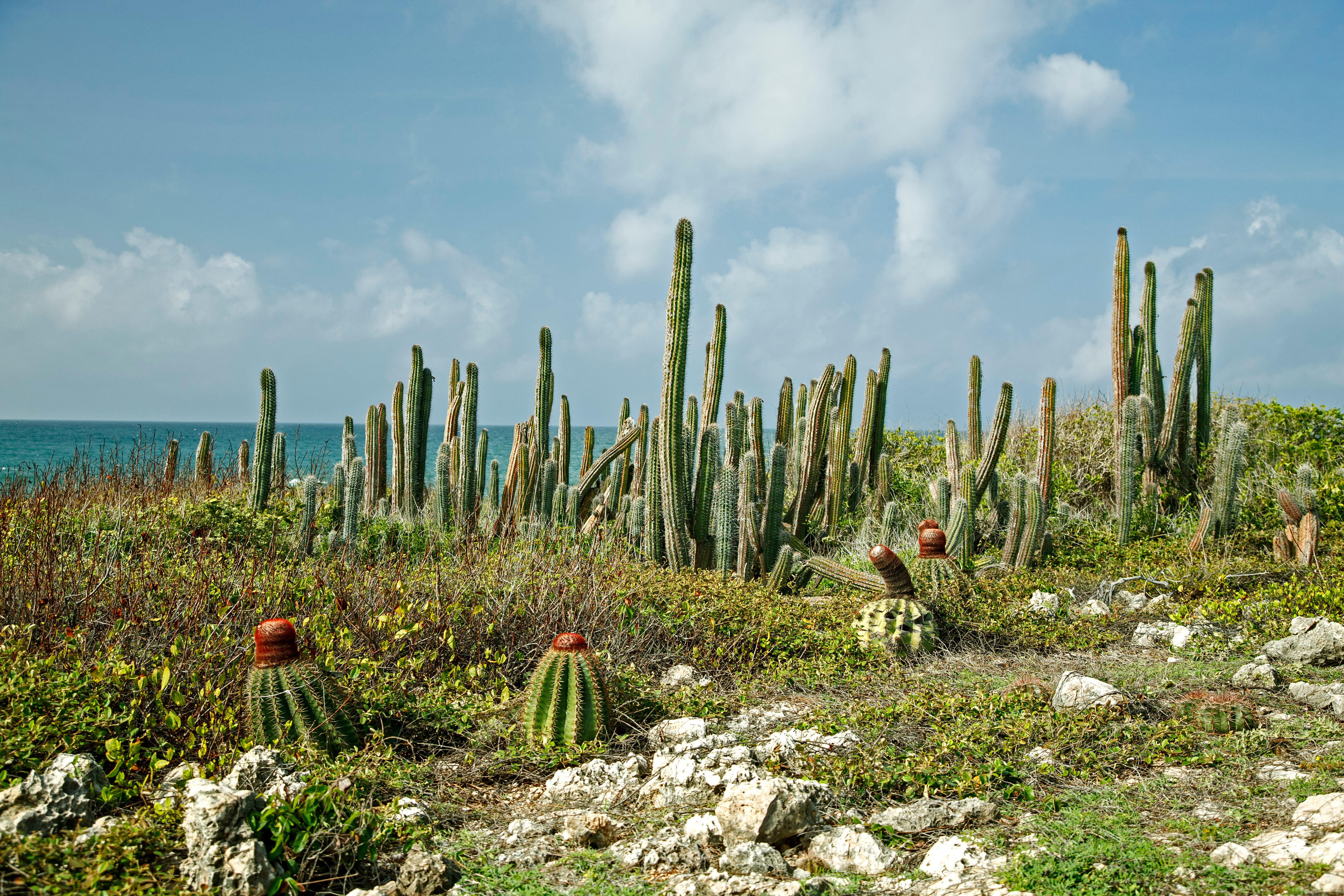 Cactuses in southwestern Puerto Rico