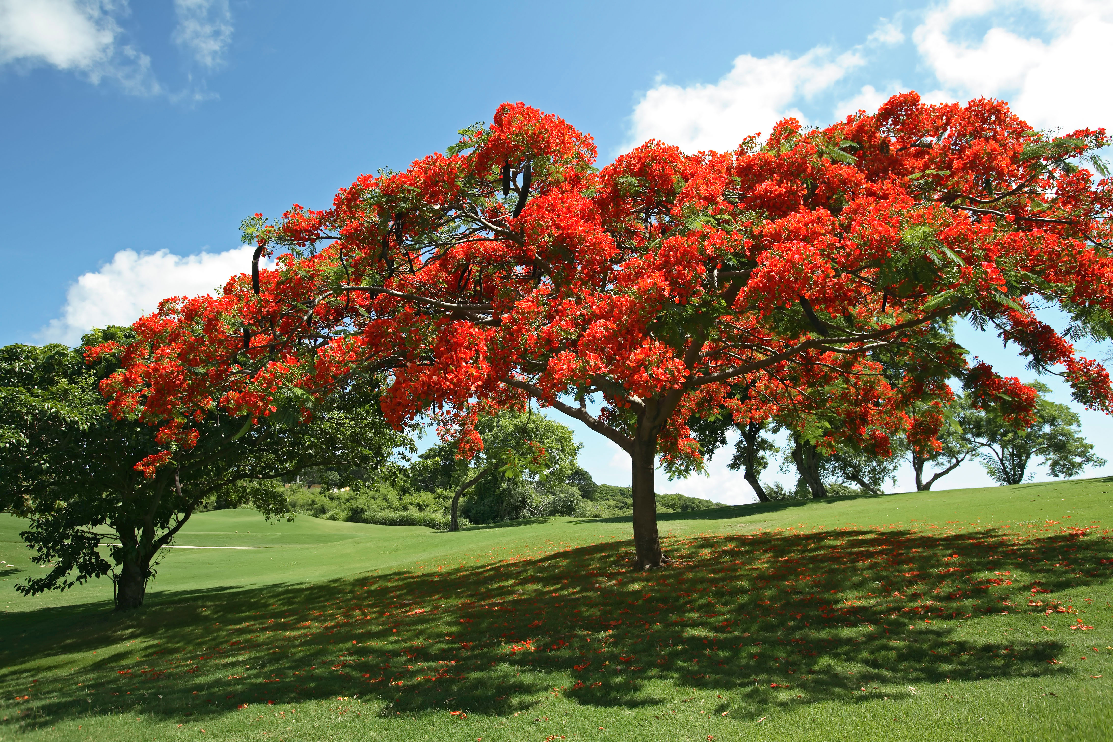 Poinciana tree in Puerto Rico