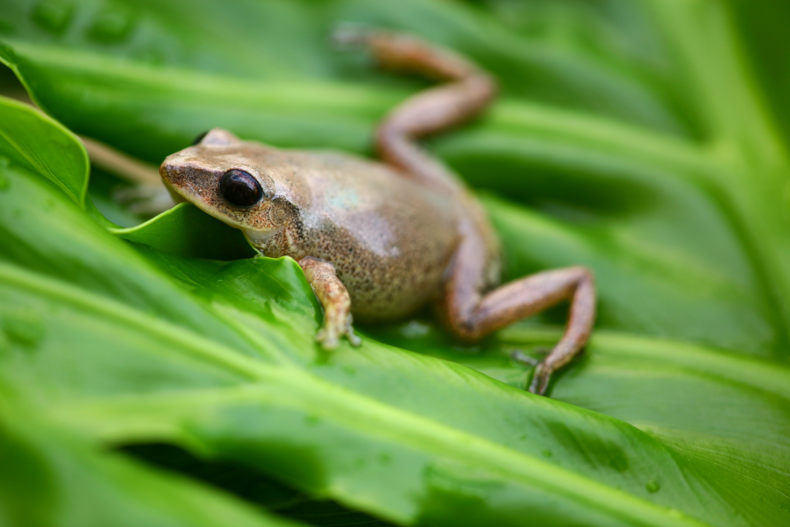 Coquí, a frog native to Puerto Rico