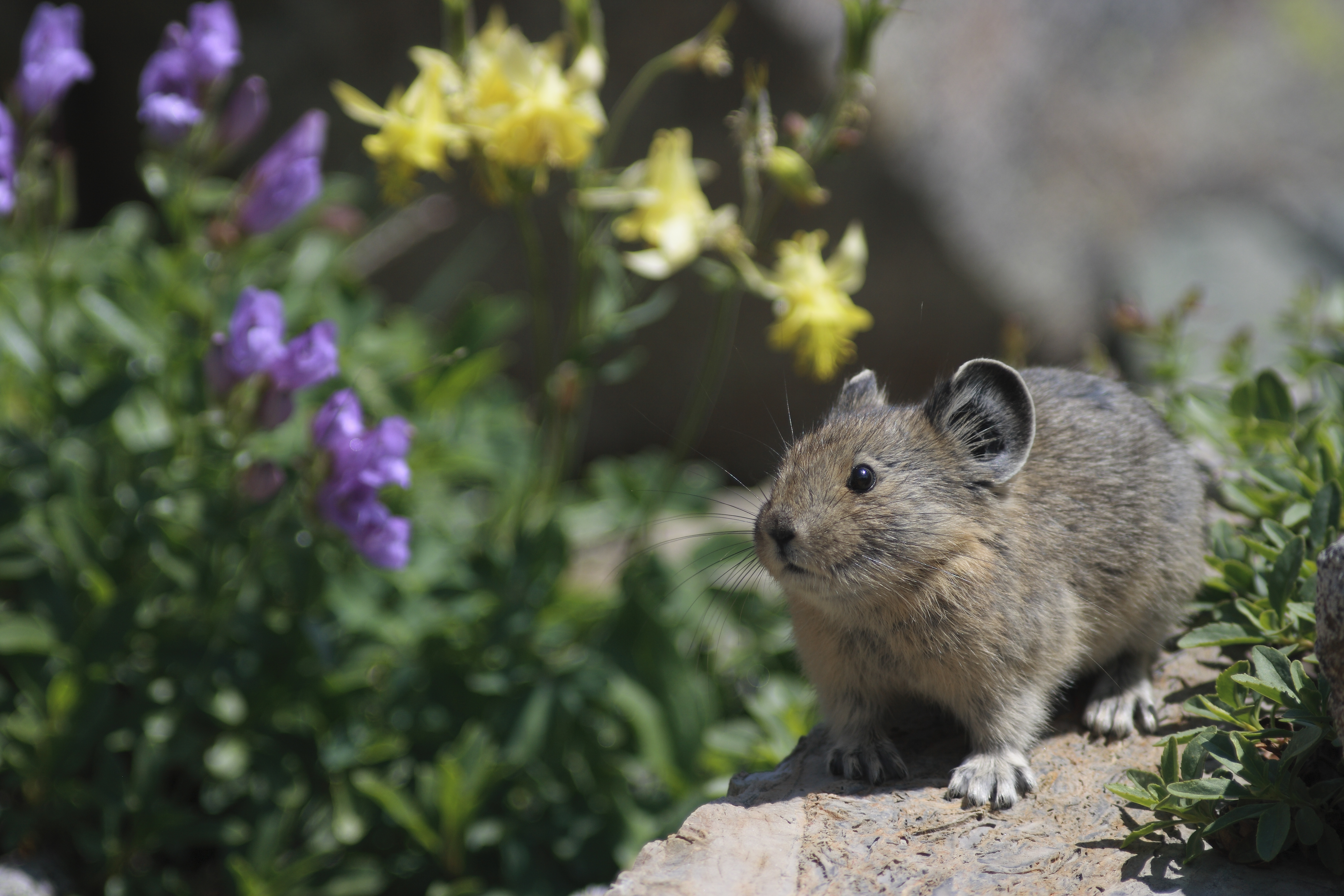 American pika