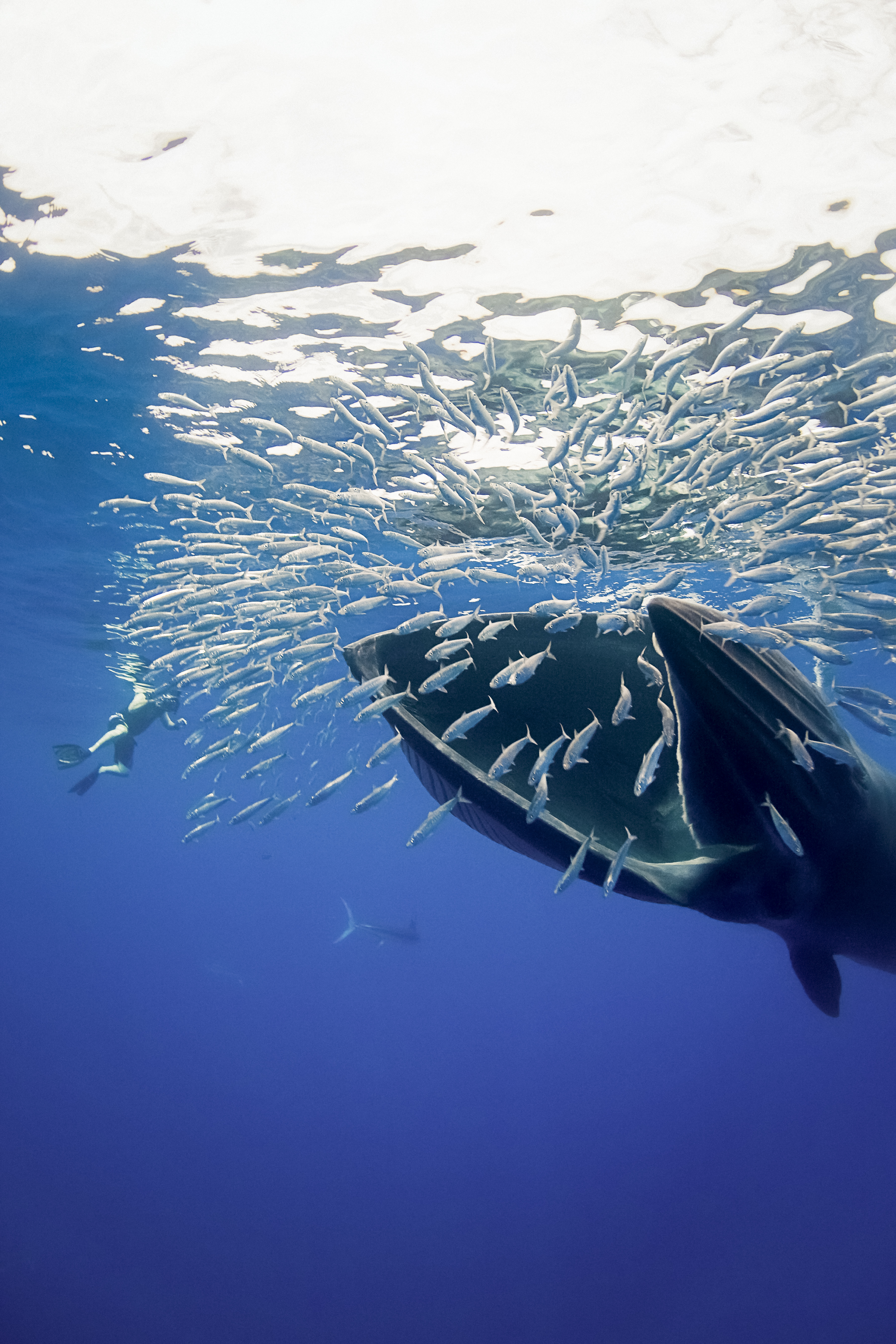 Bryde's whale feeding