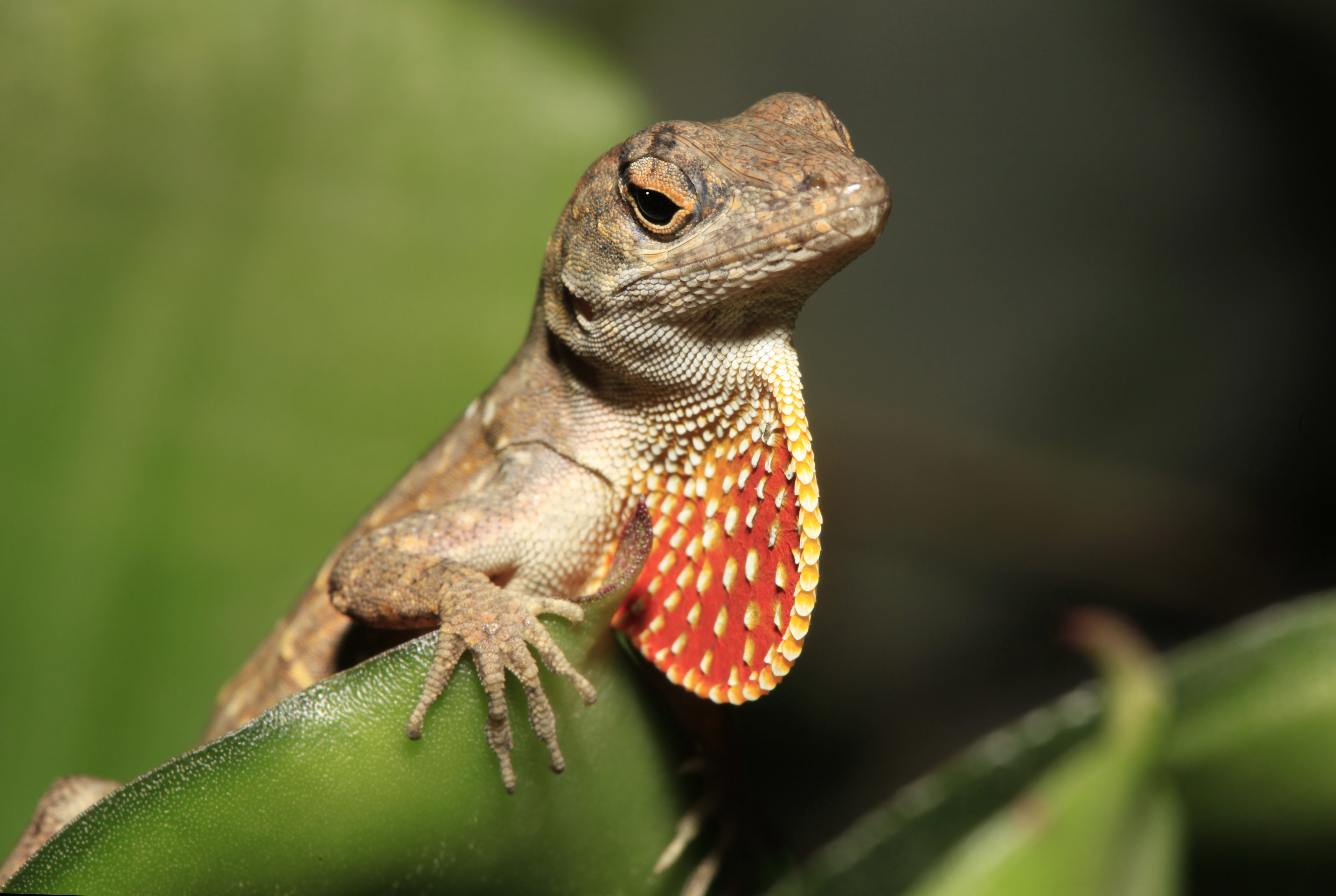 Male brown anole