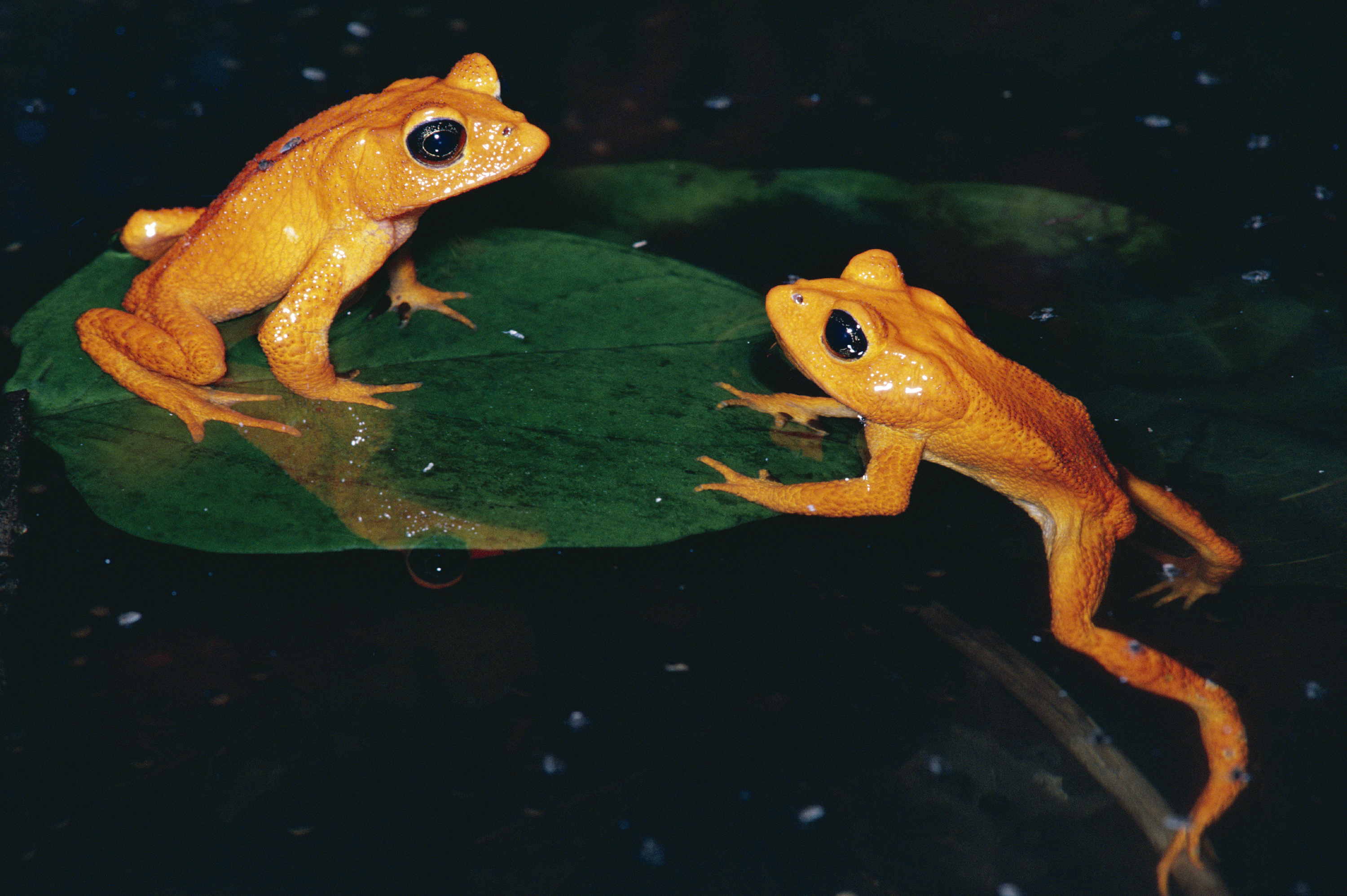 The golden toad, now extinct (died out completely)