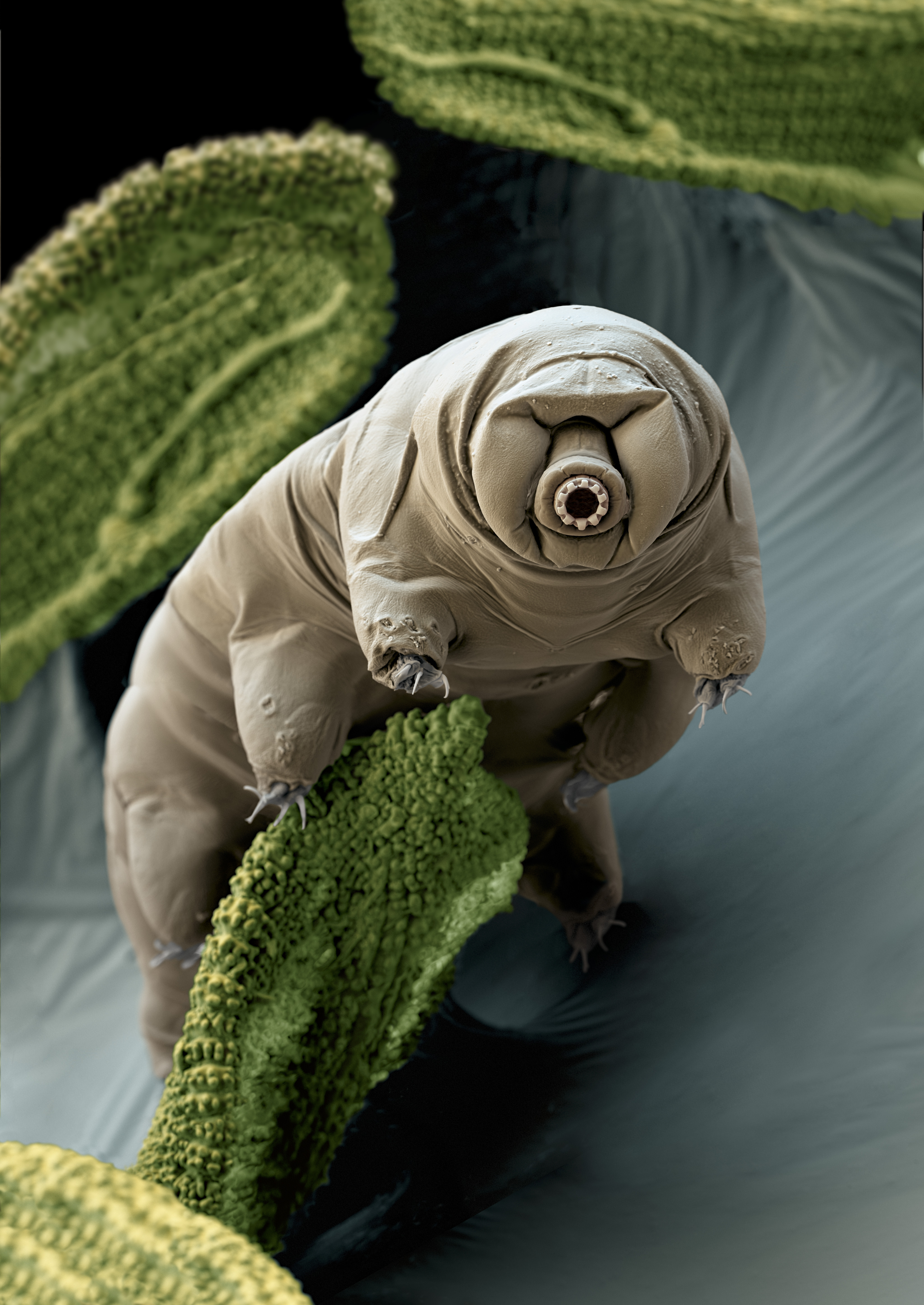 Water bear