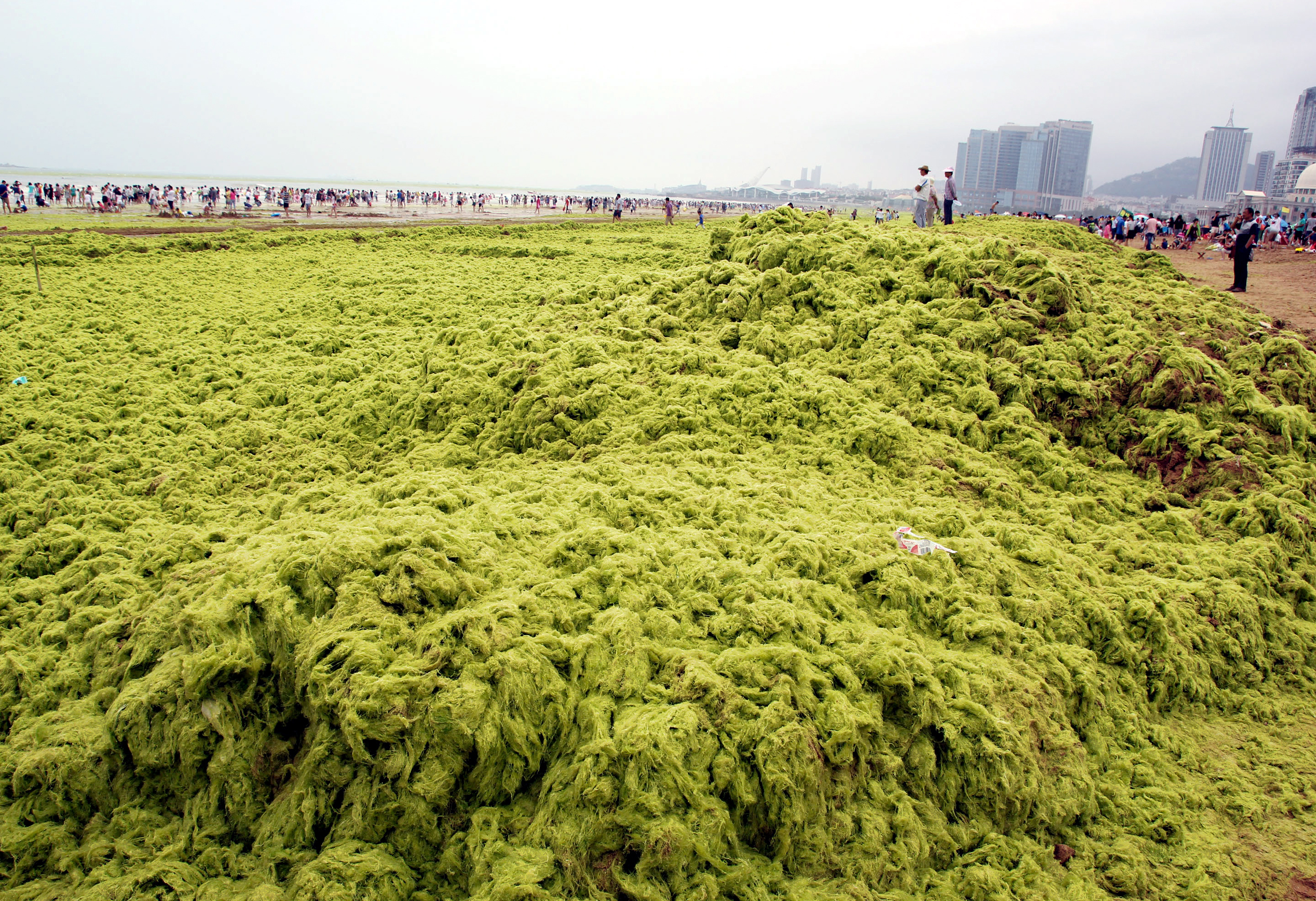 Algal bloom