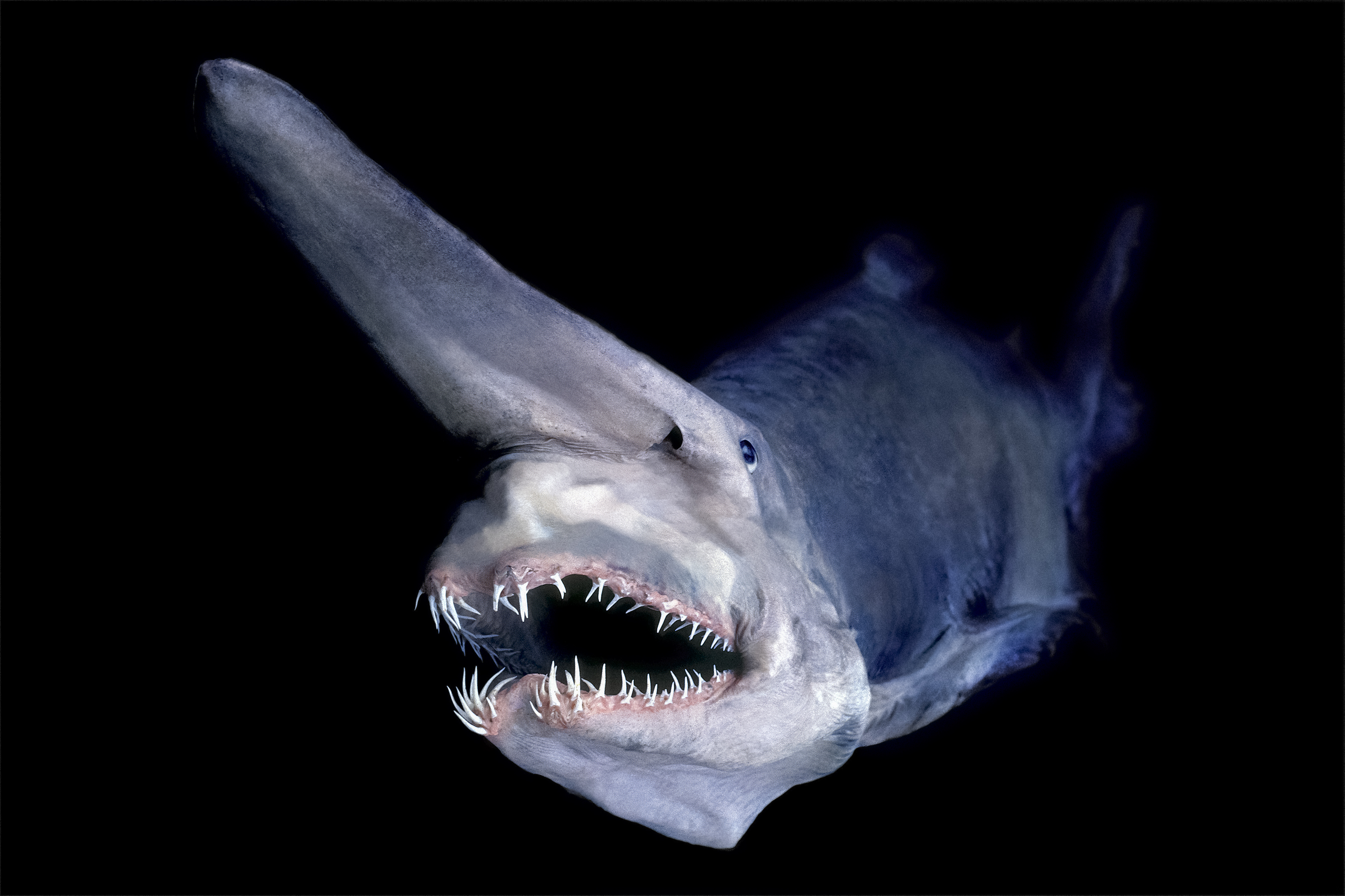 Goblin shark