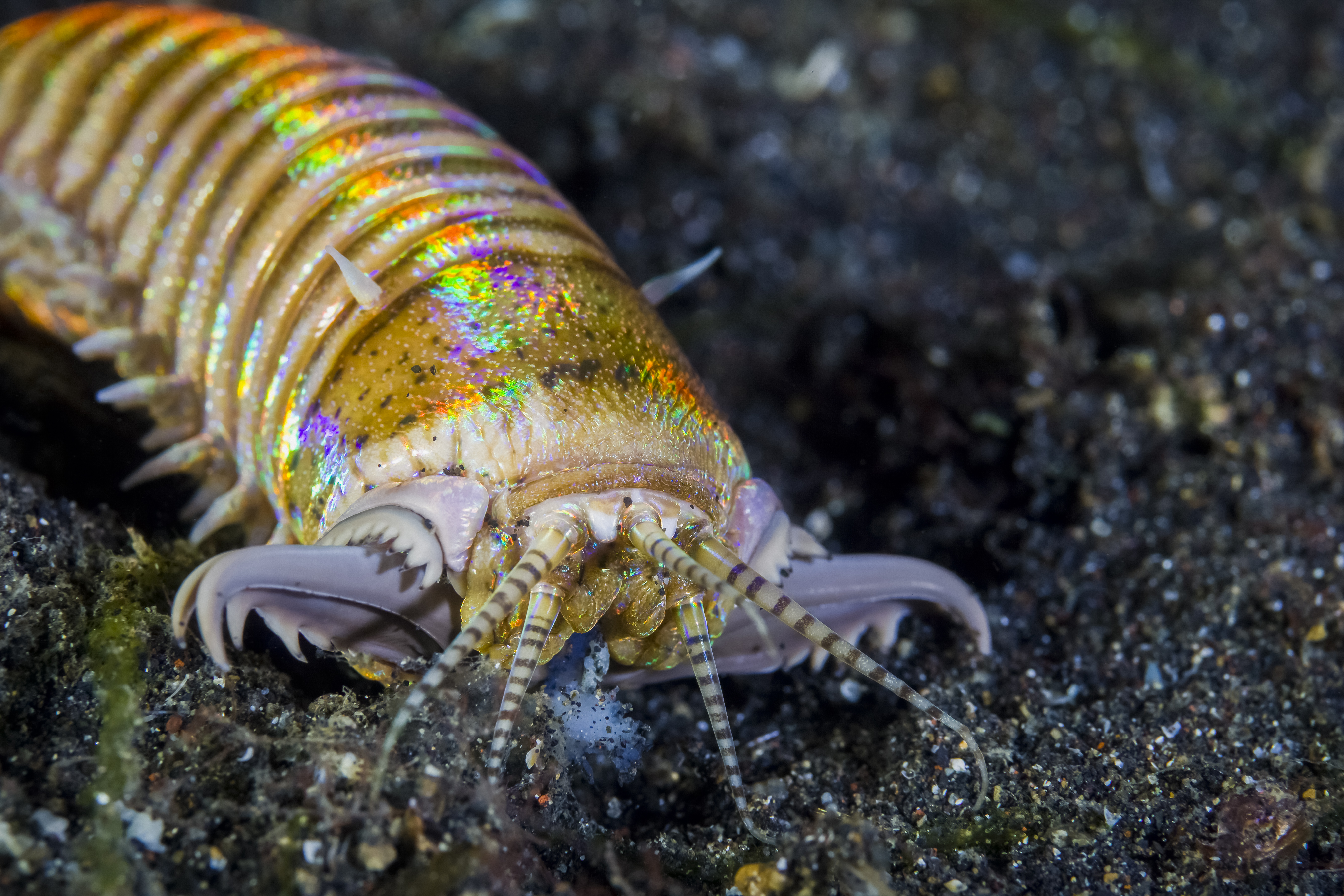 Bobbit worm