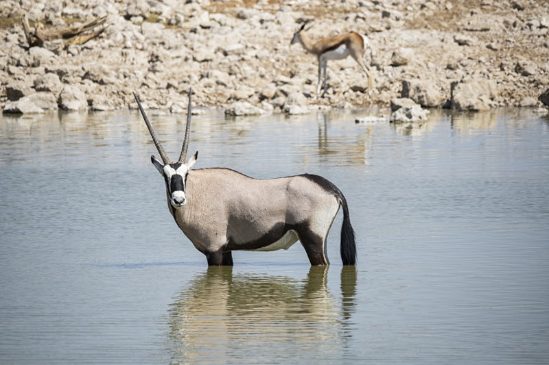 Gemsbok