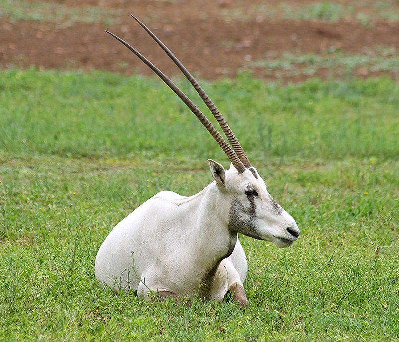 Arabian oryx