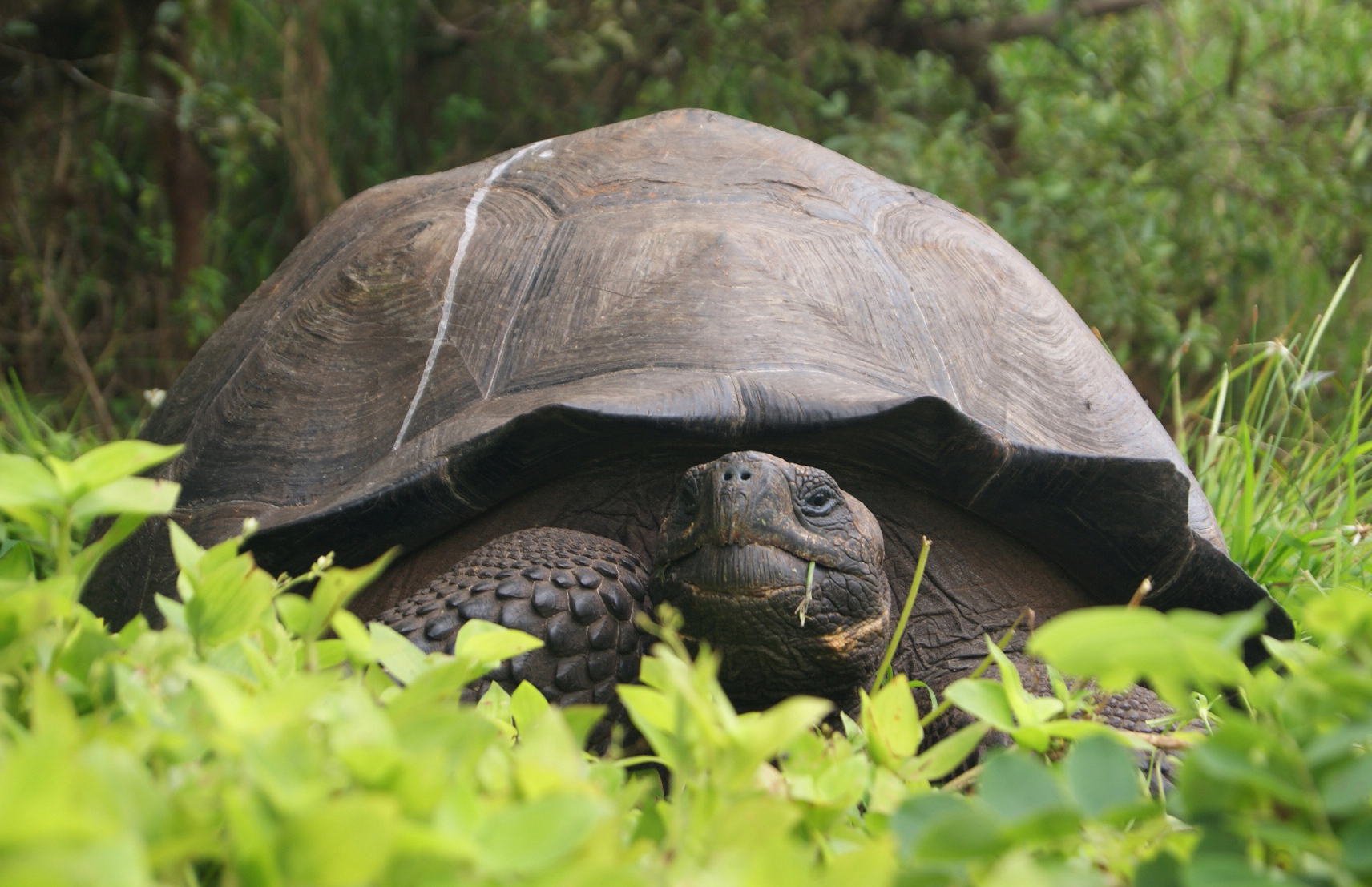 Giant Galapagos tortoise