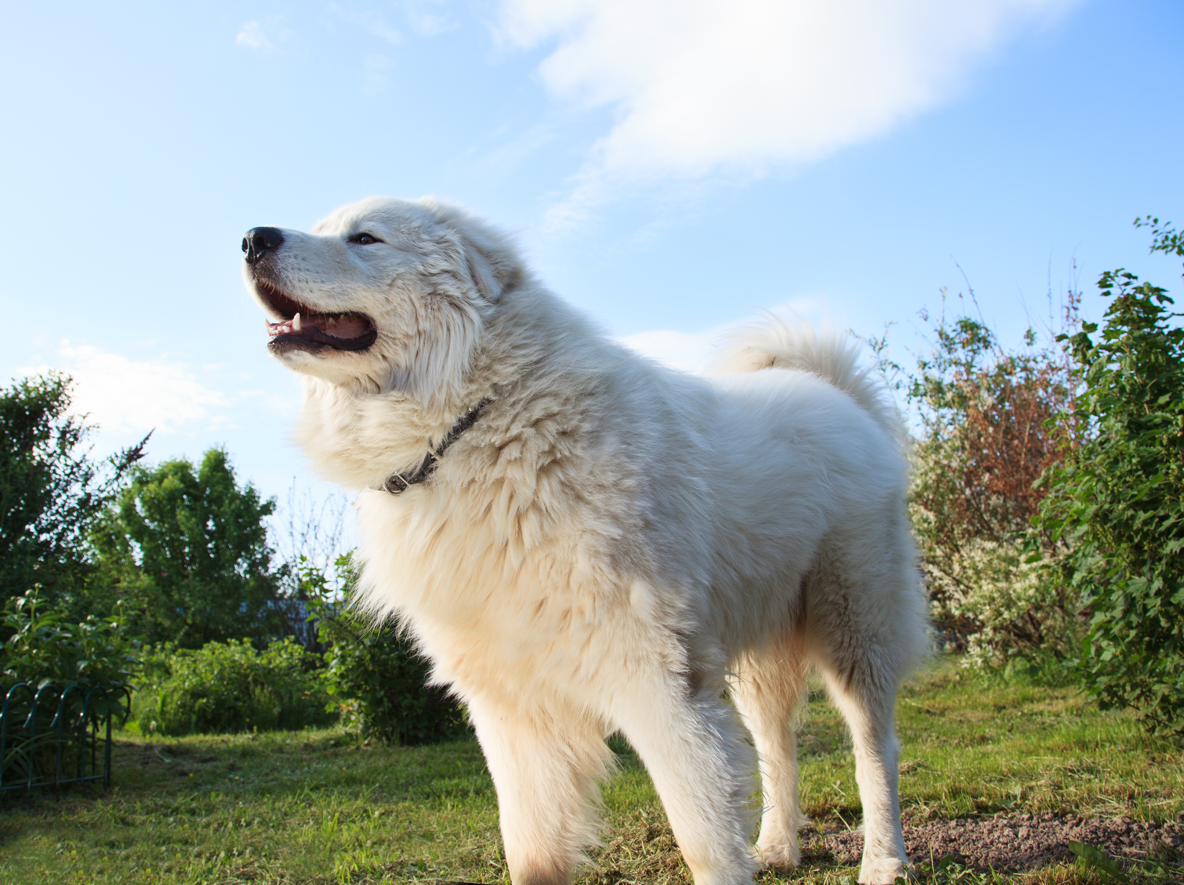 Maremma sheepdog