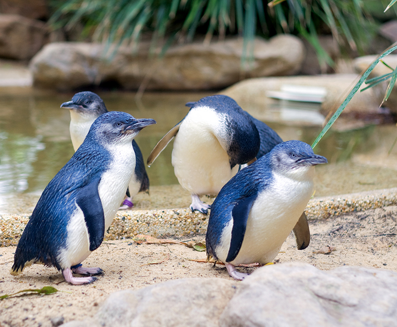 Little penguins