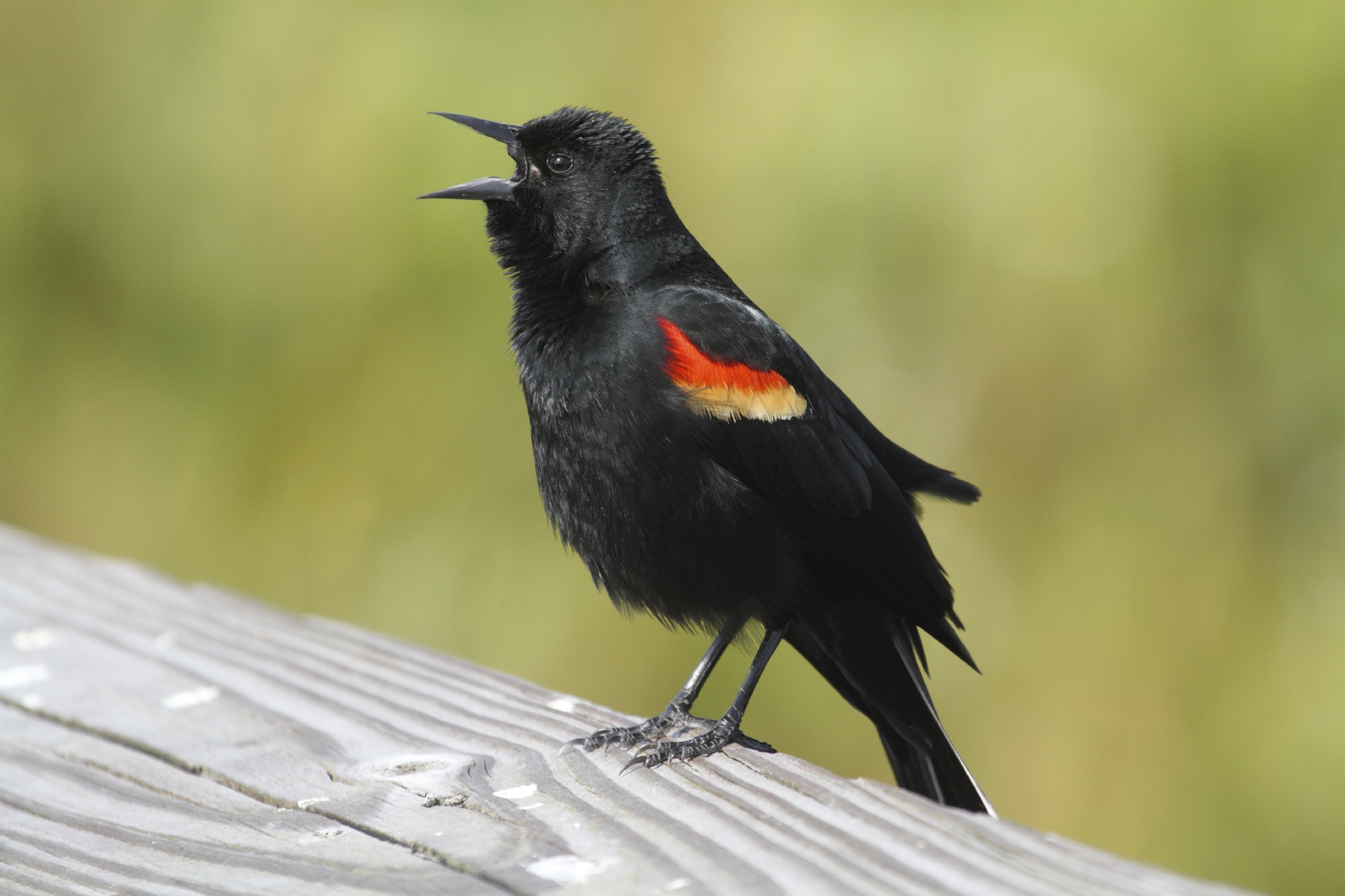 Male red-winged blackbird