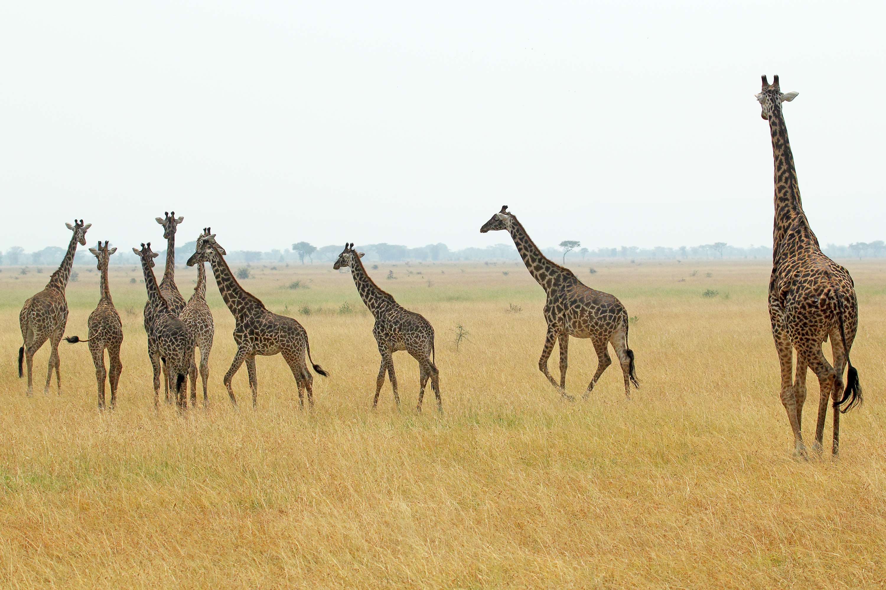 Tower (herd) of giraffes