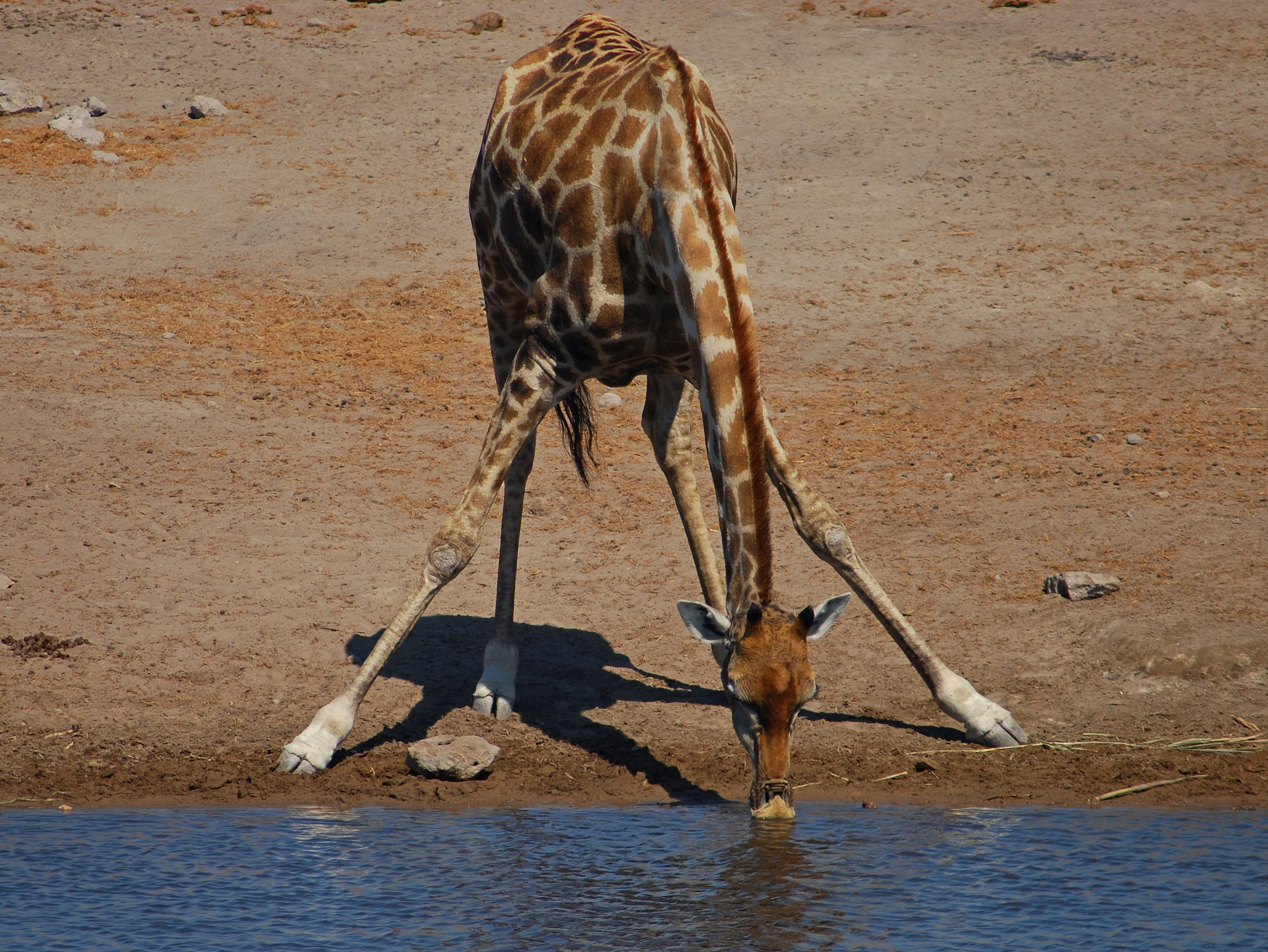 Giraffe drinking