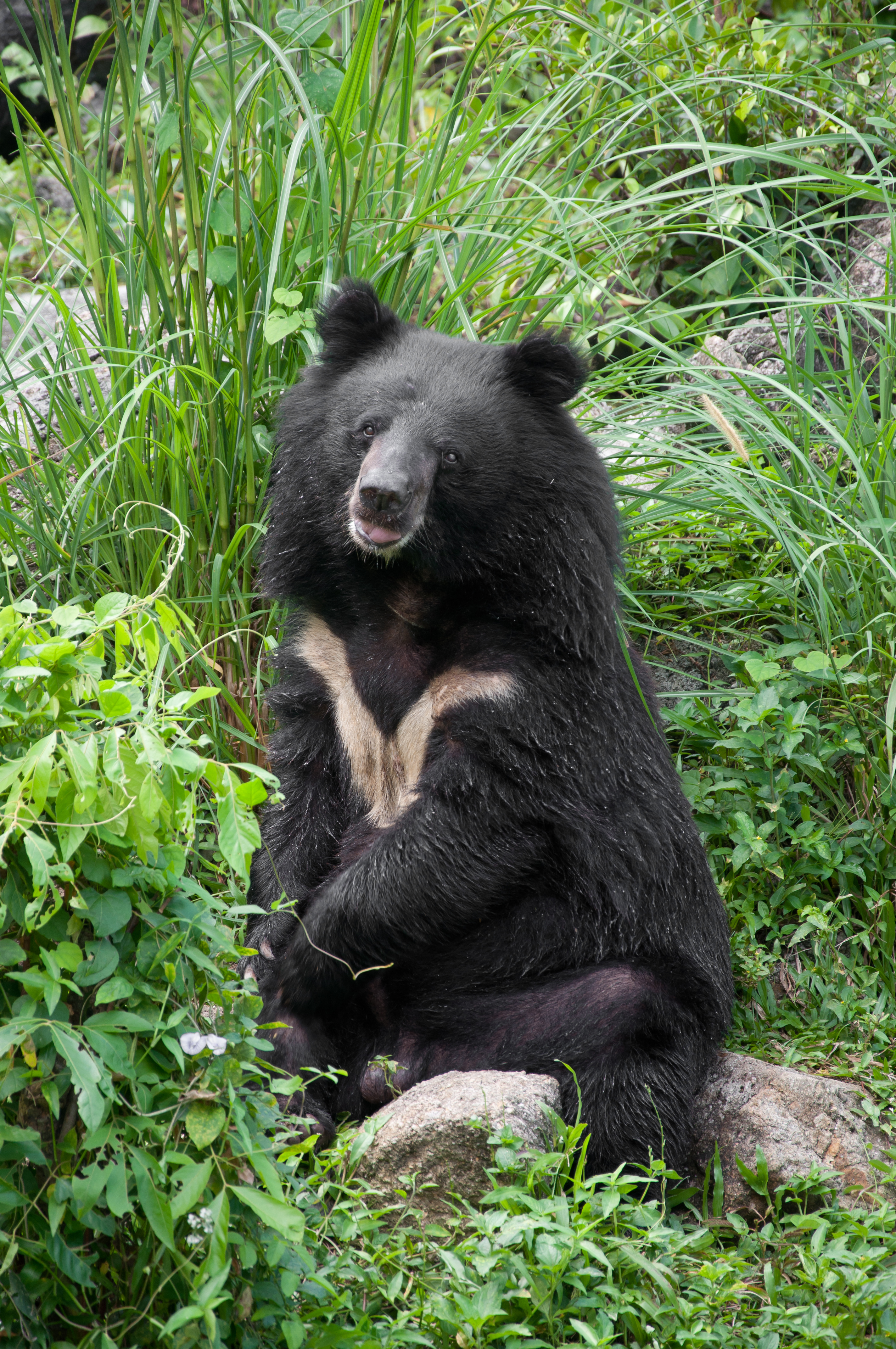 Asiatic black bear