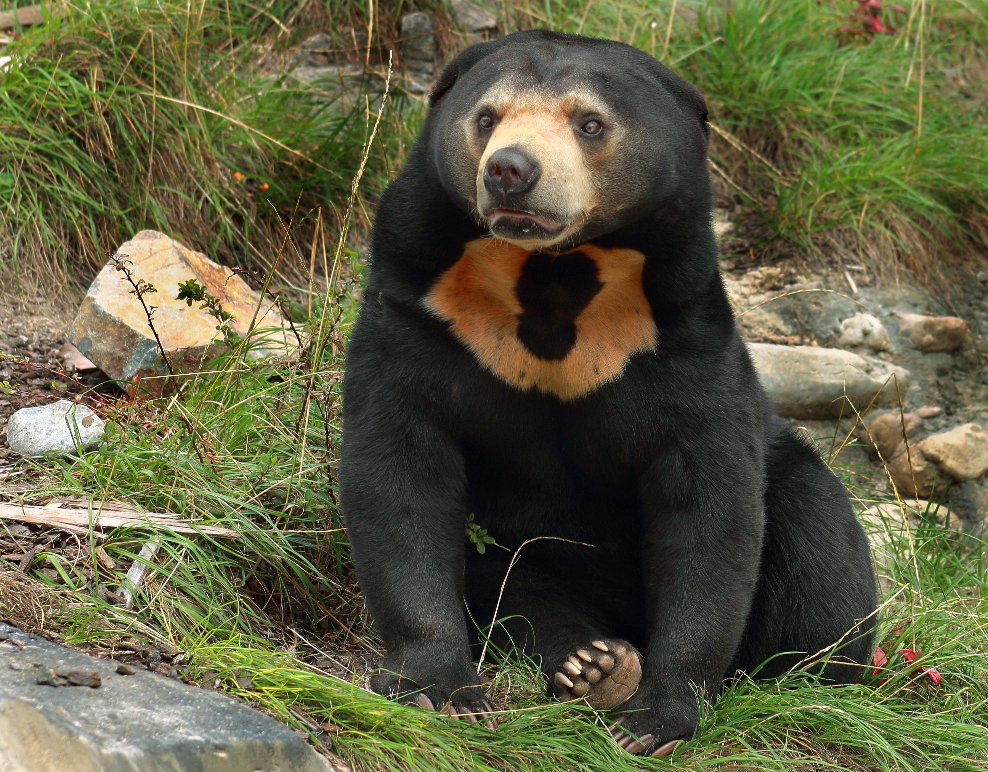 Sun bear