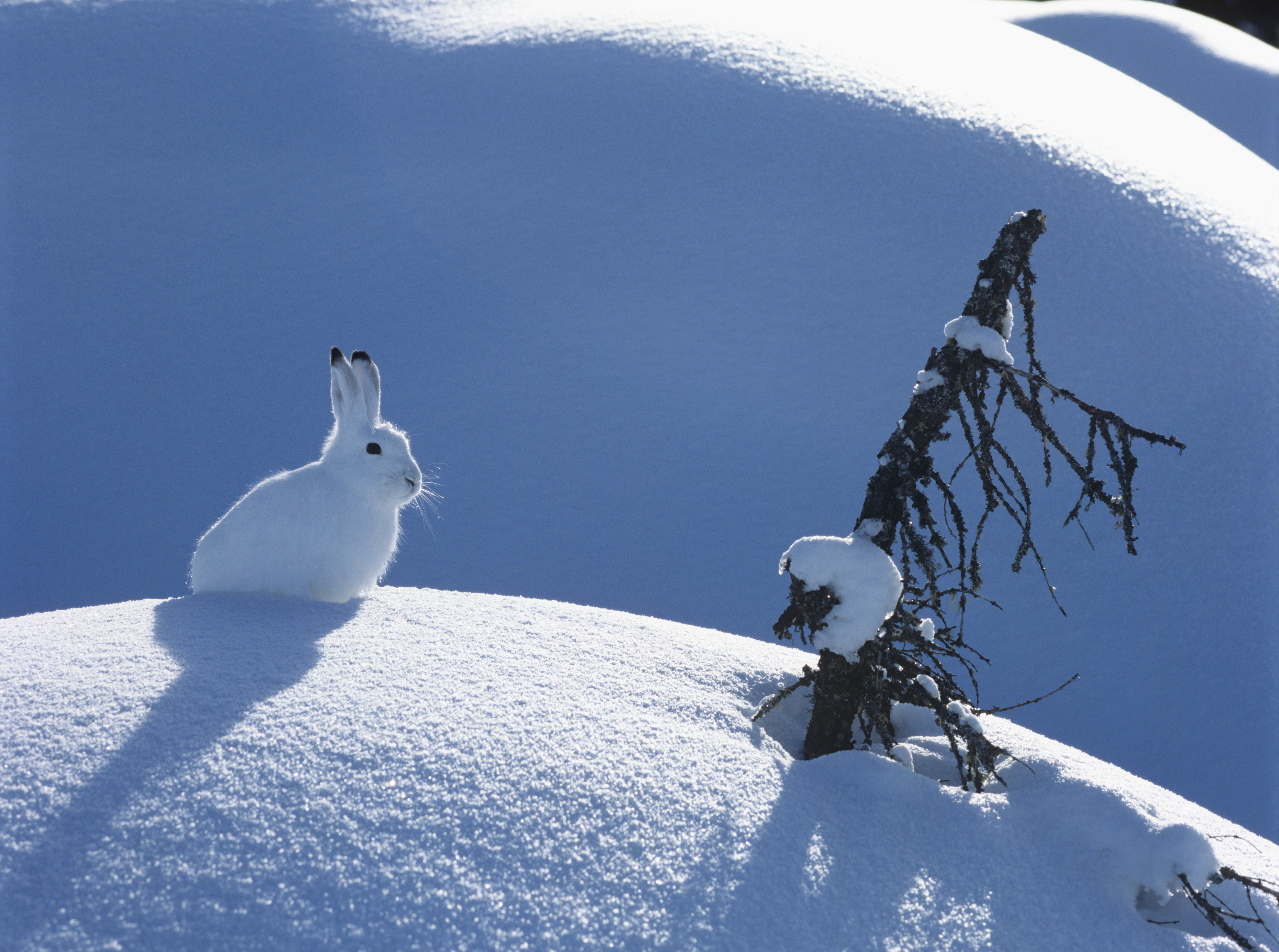 Arctic hare