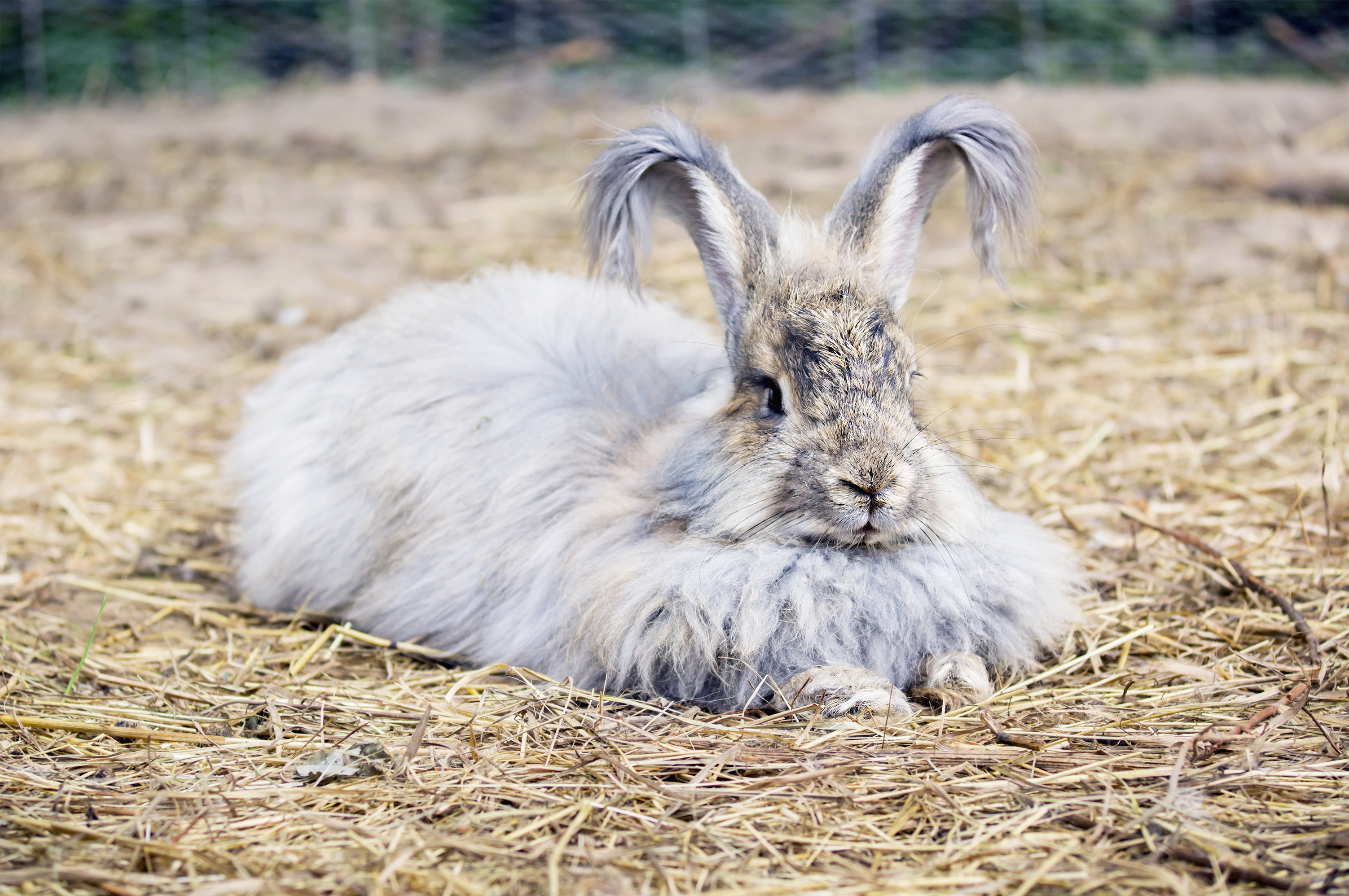 Angora rabbit