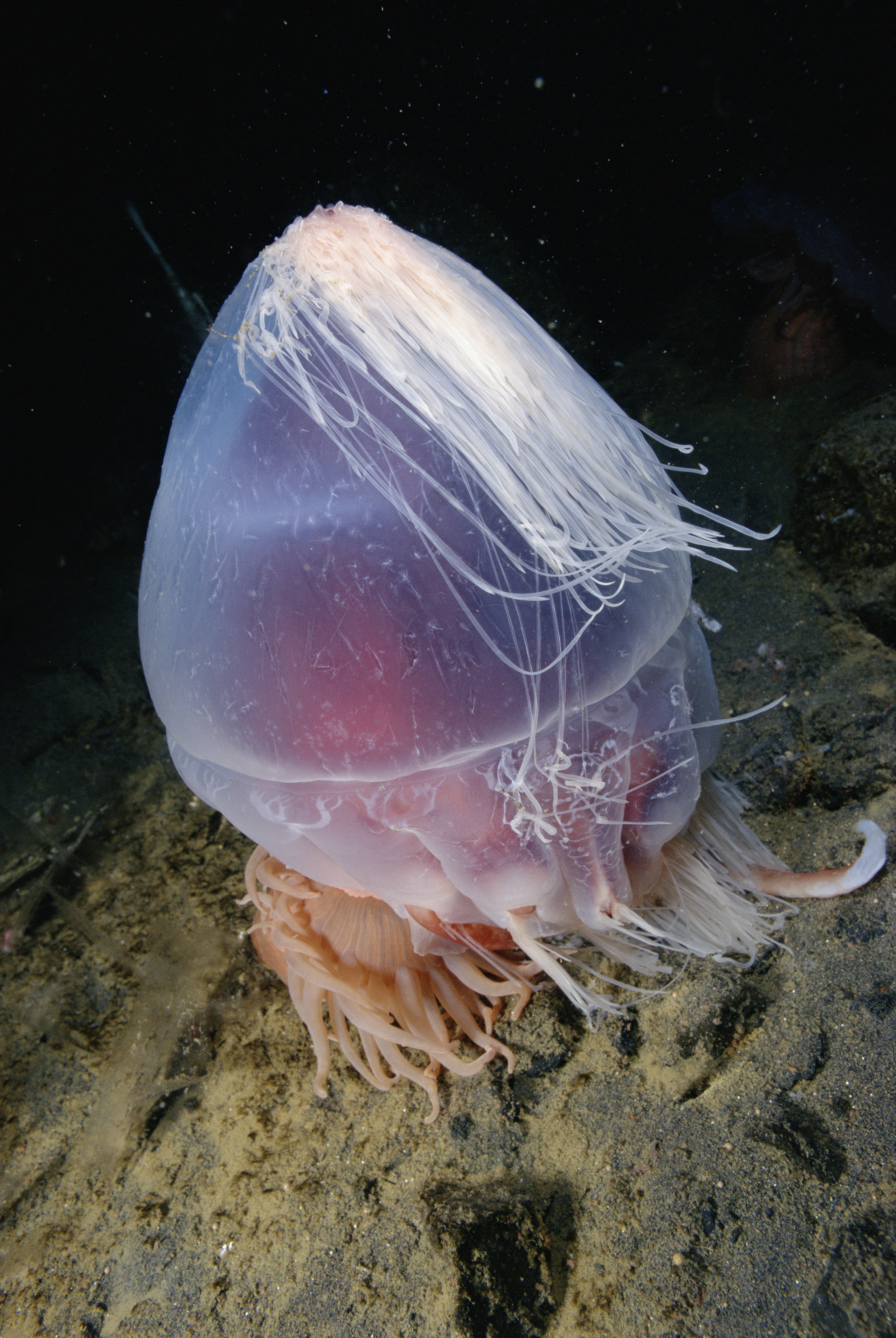 Sea anemone eating a jellyfish