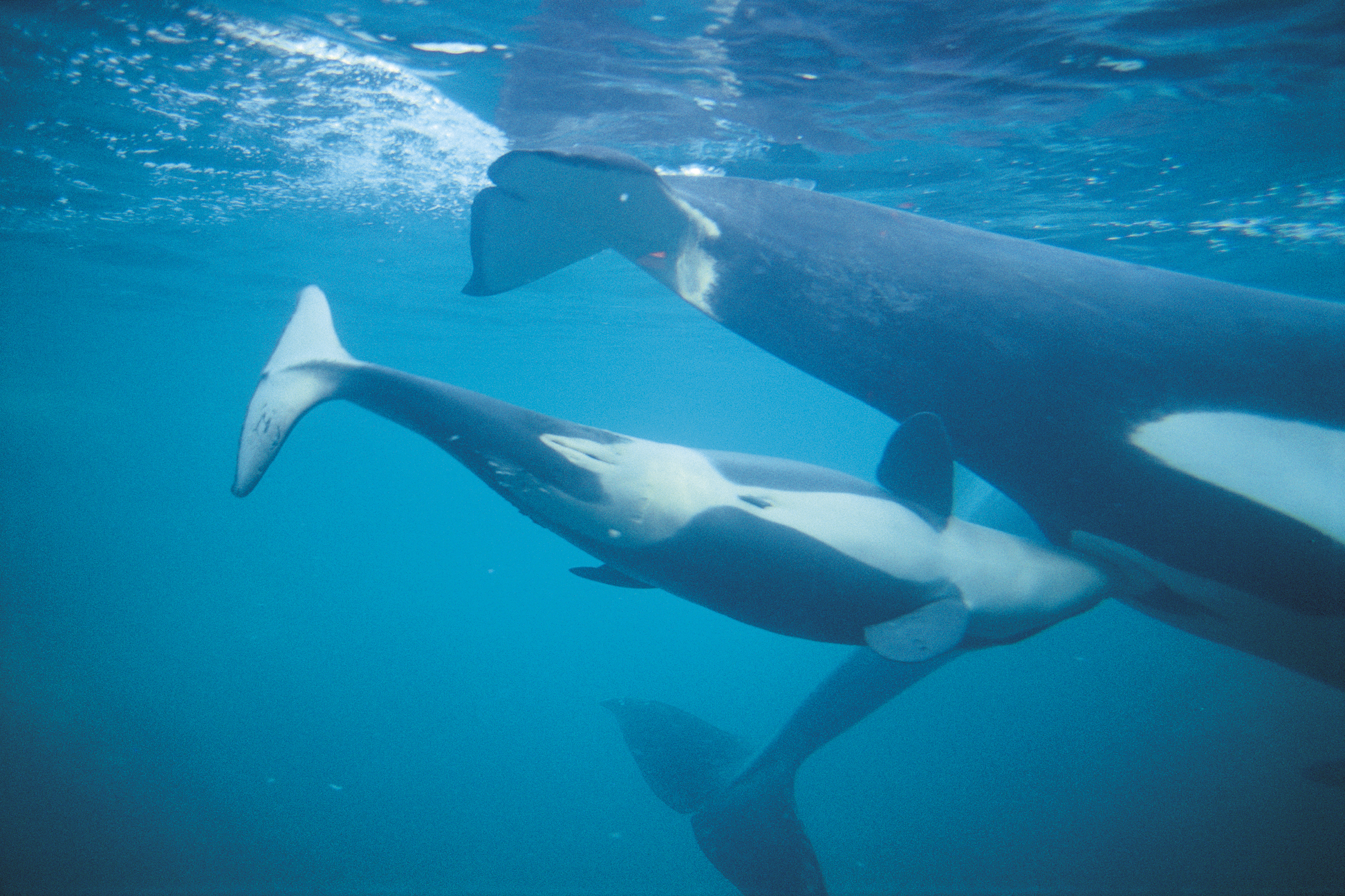 Killer whale calf nursing