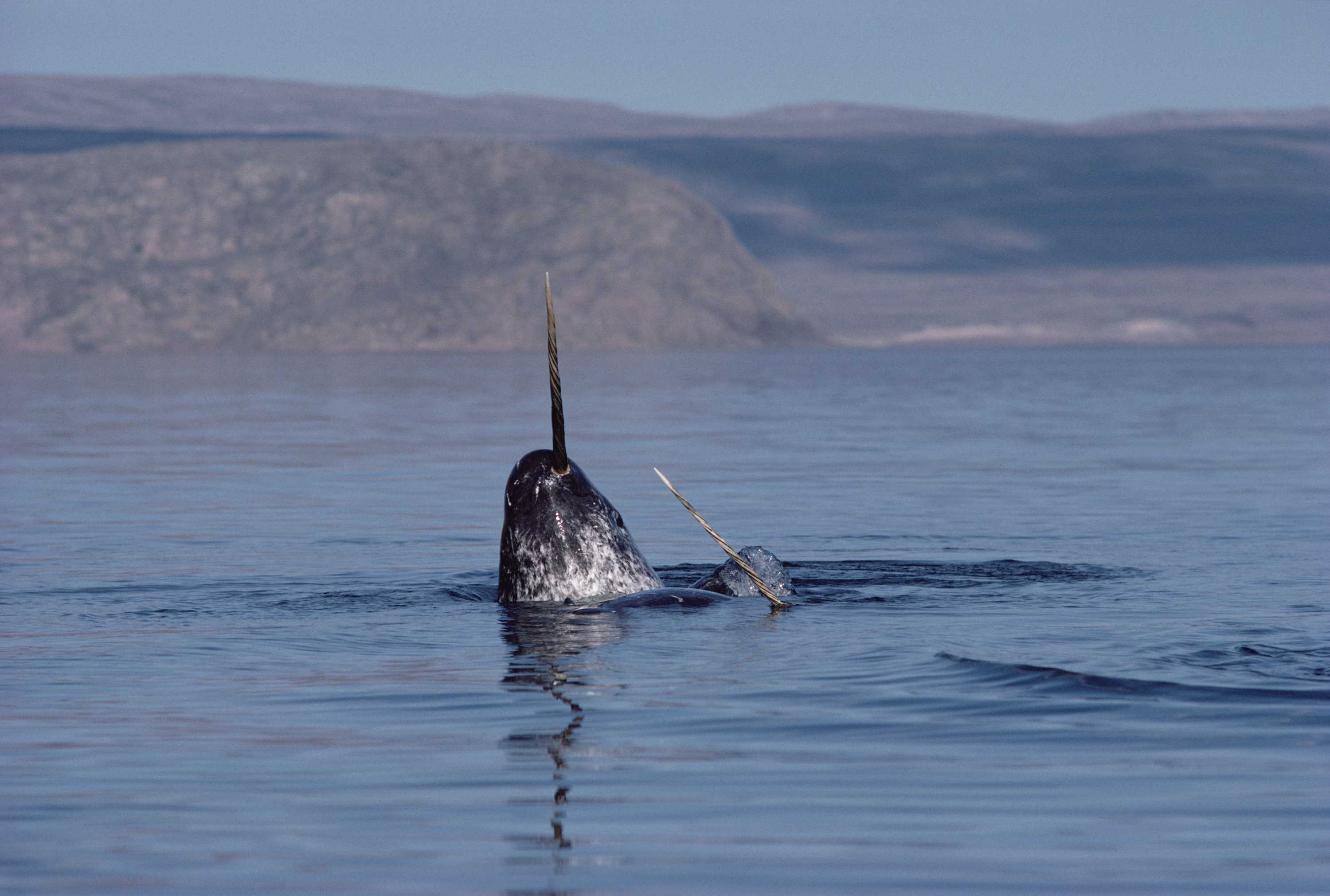 Narwhals dueling