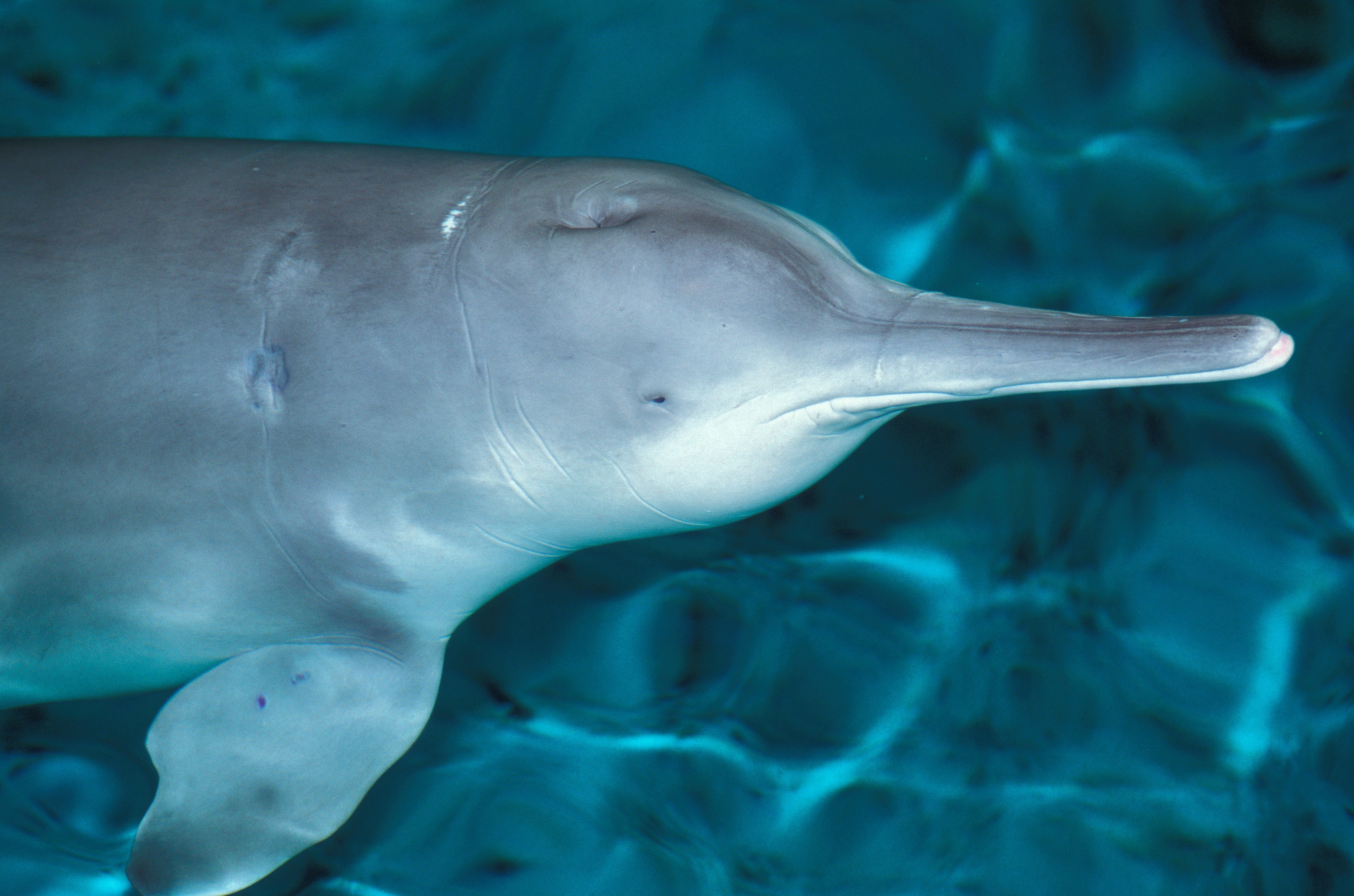 Baiji, or Yangtze River dolphin