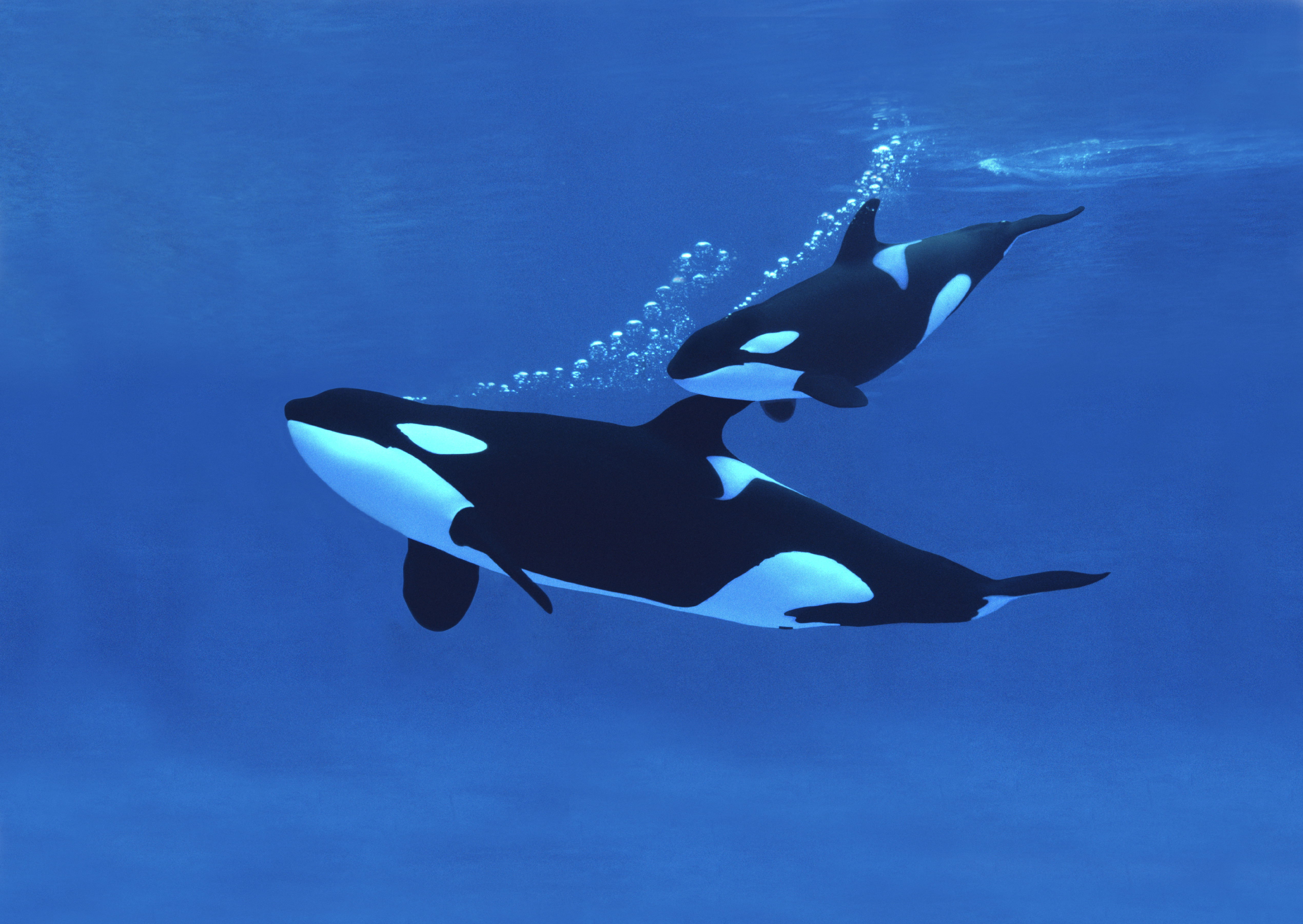 Killer whale with calf