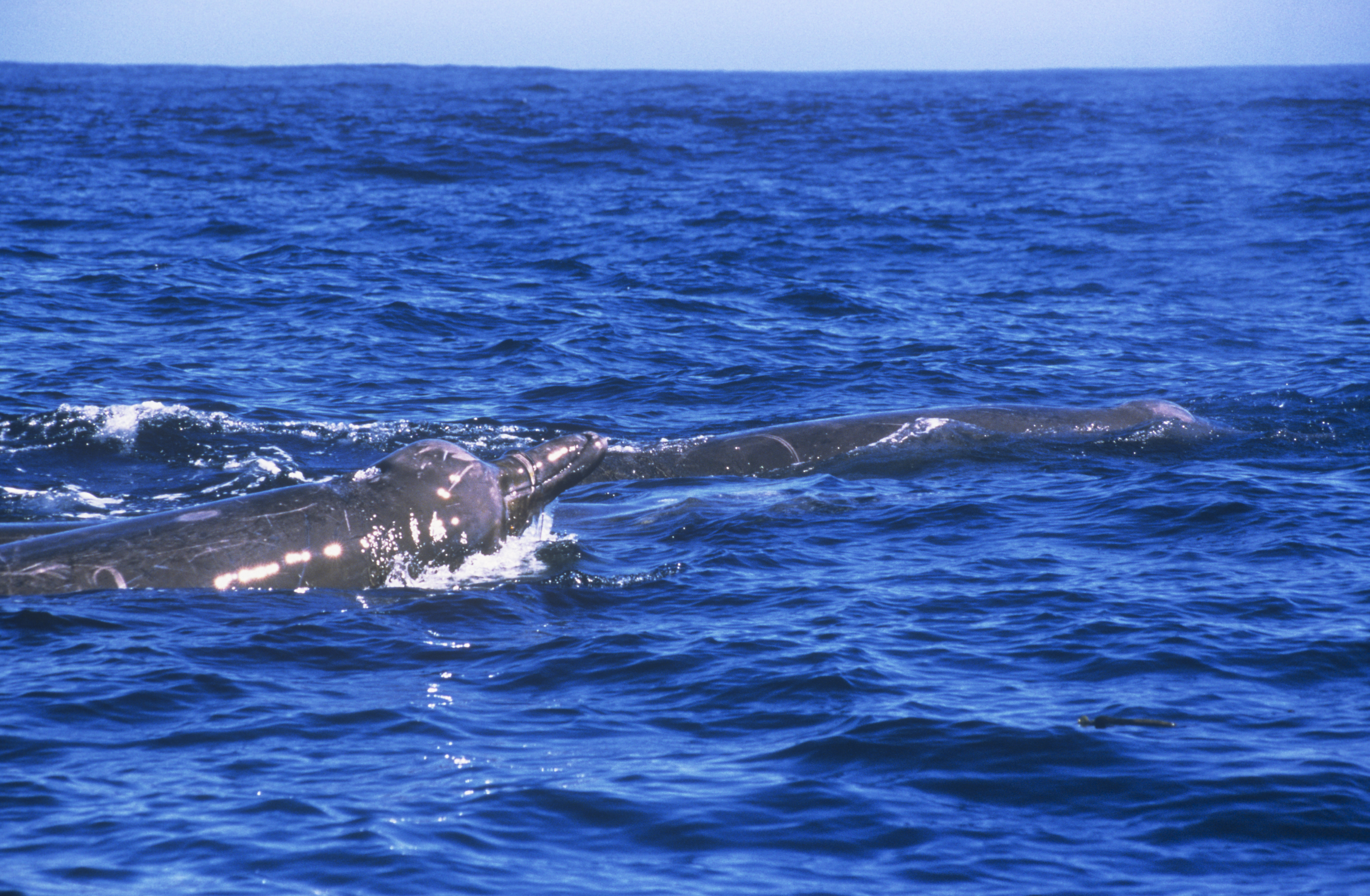 Baird's beaked whale