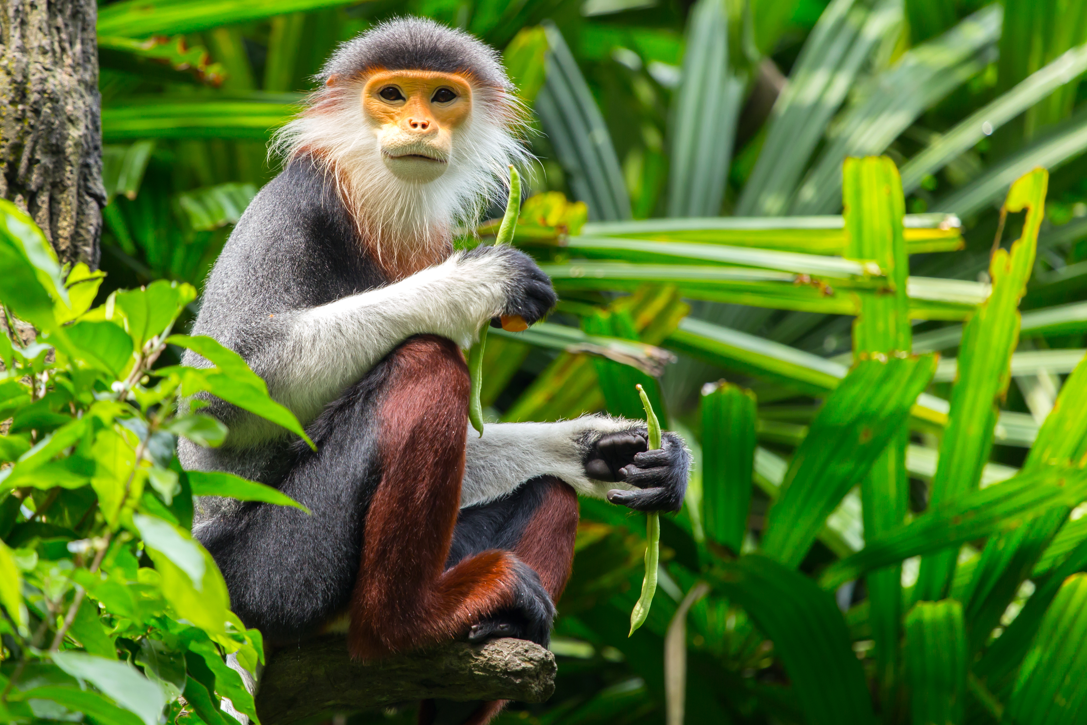 Douc Langur