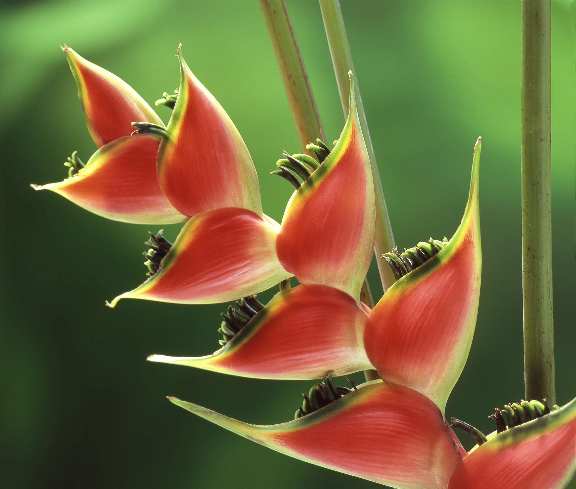 Heliconia