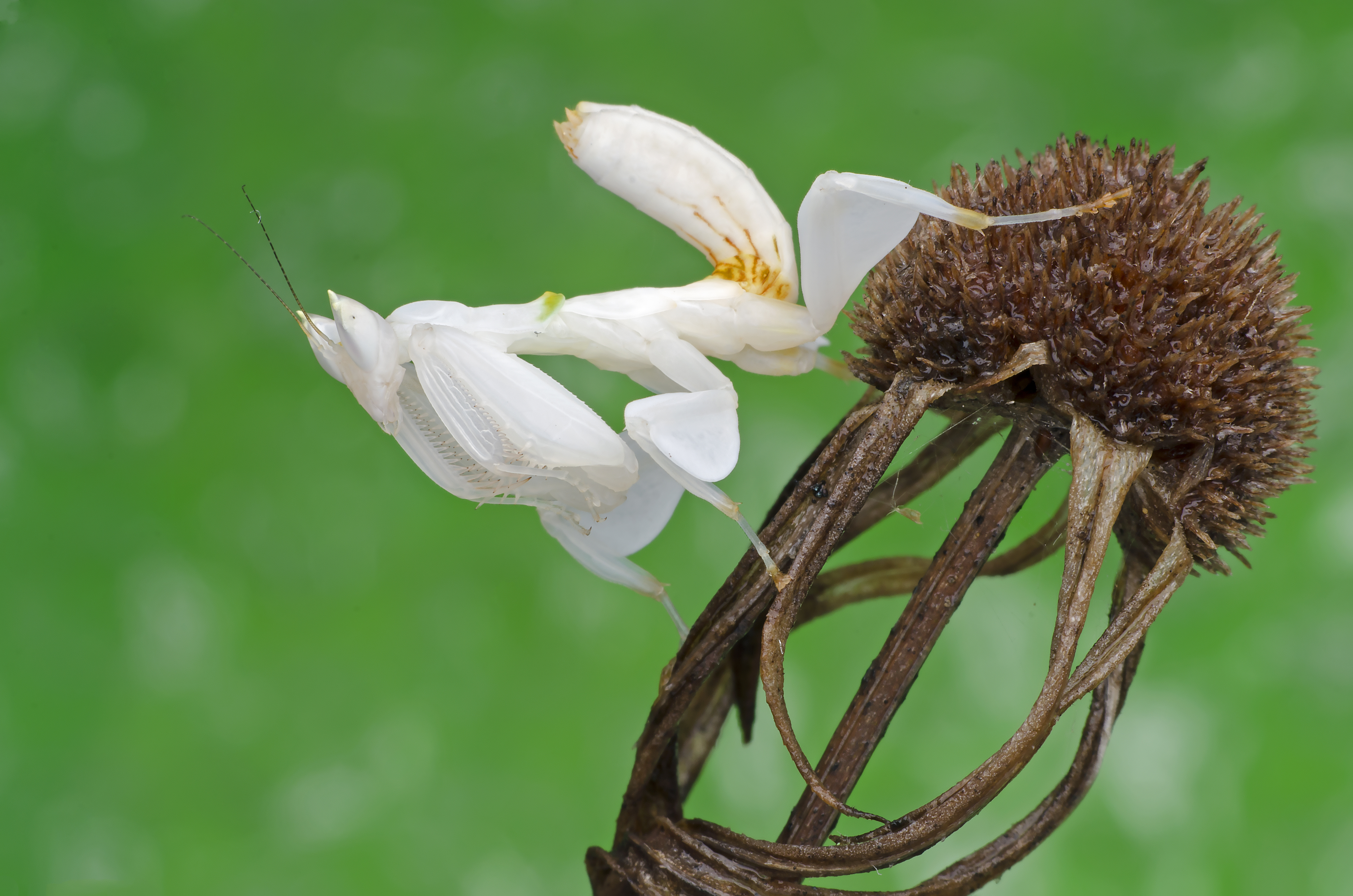 Orchid mantis