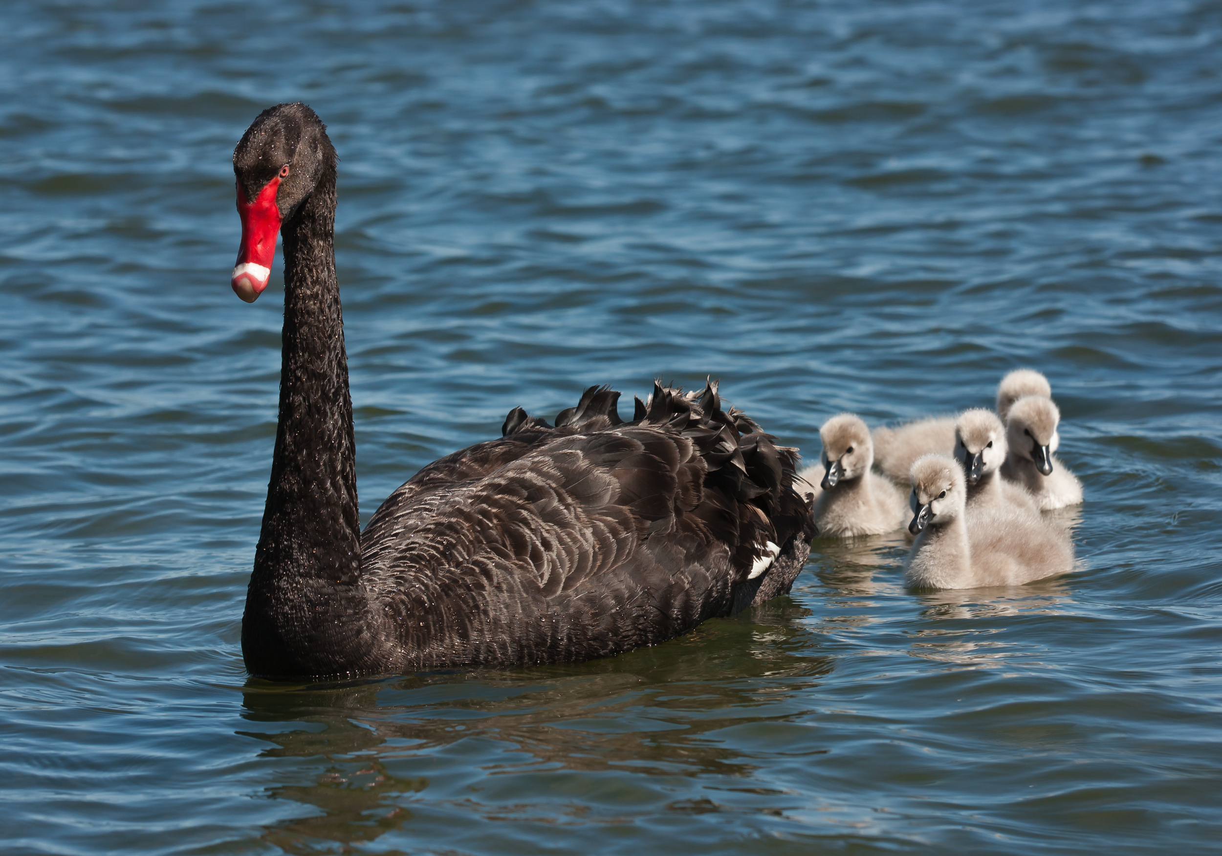 Black swan with cygnets 