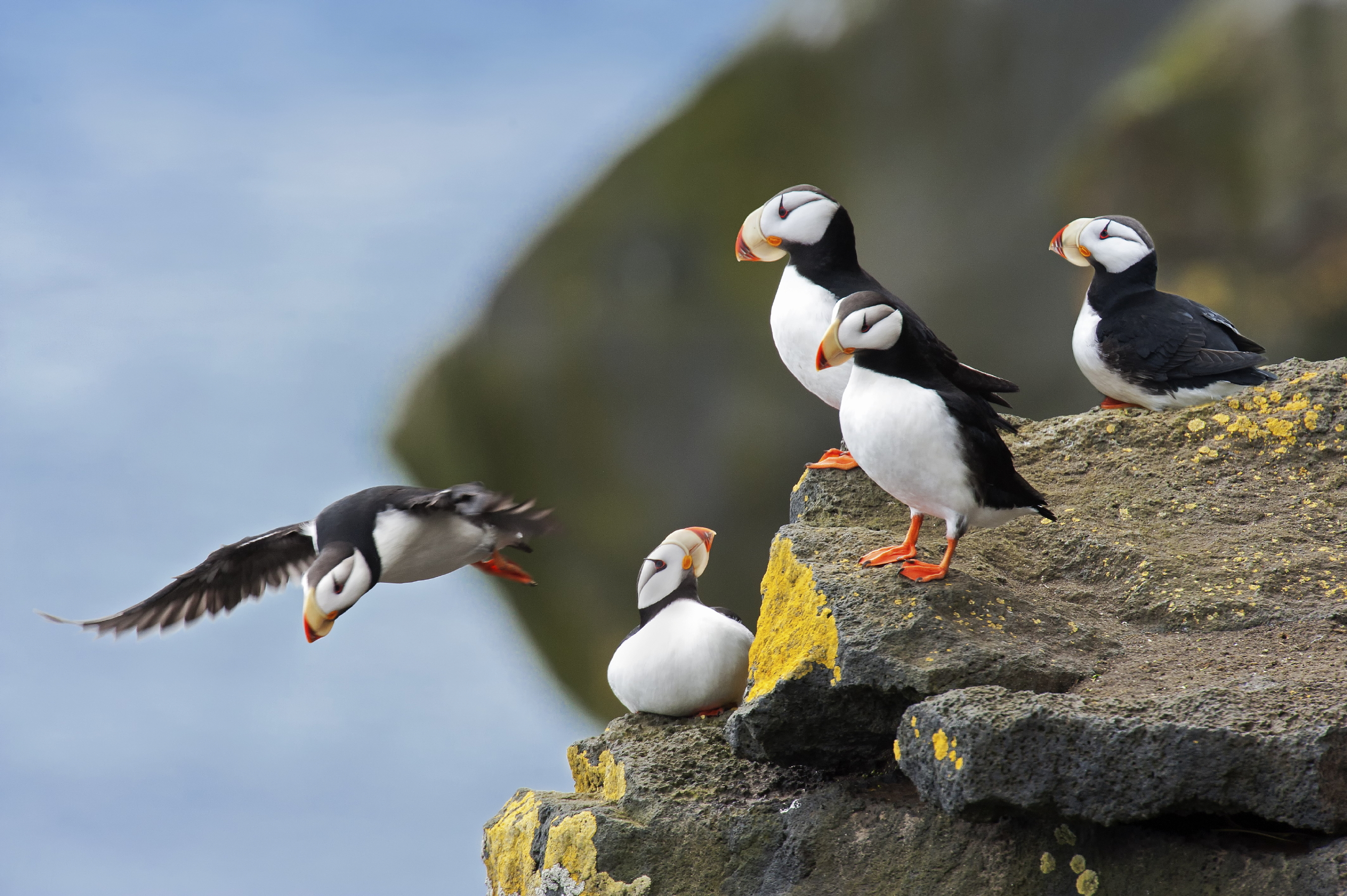 Horned puffins