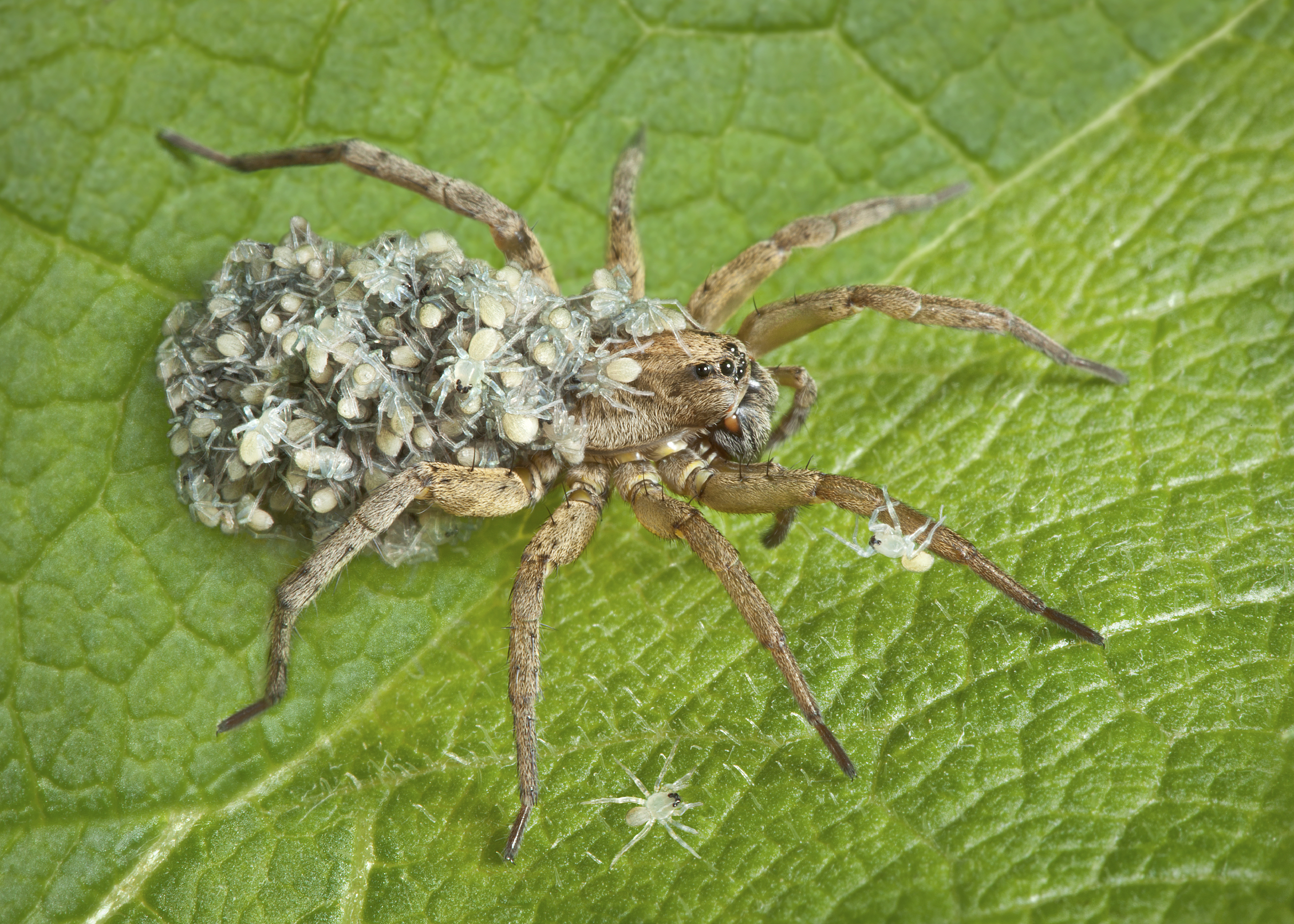 Wolf spider with spiderlings